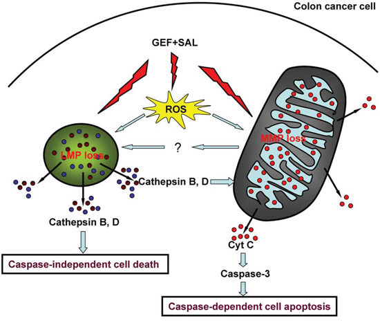 Модель гибели клеток, вызванной гефитинибом и салиномицином в комбинации.