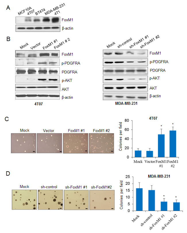 A Positive Feedback Loop of lncRNA-PVT1 and FOXM1 