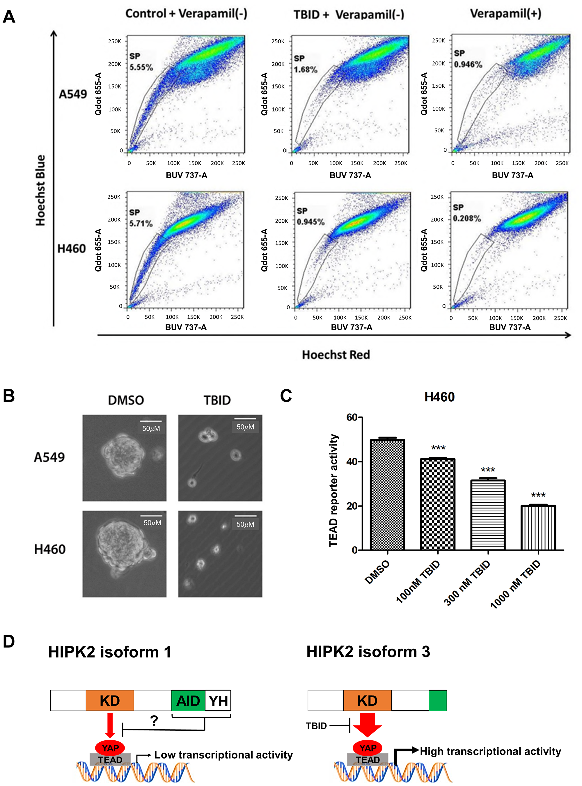 Figure 5: Analysis of side population, sphere formation and TEAD reporter activity after TBID treatment in NSCLC cell lines.