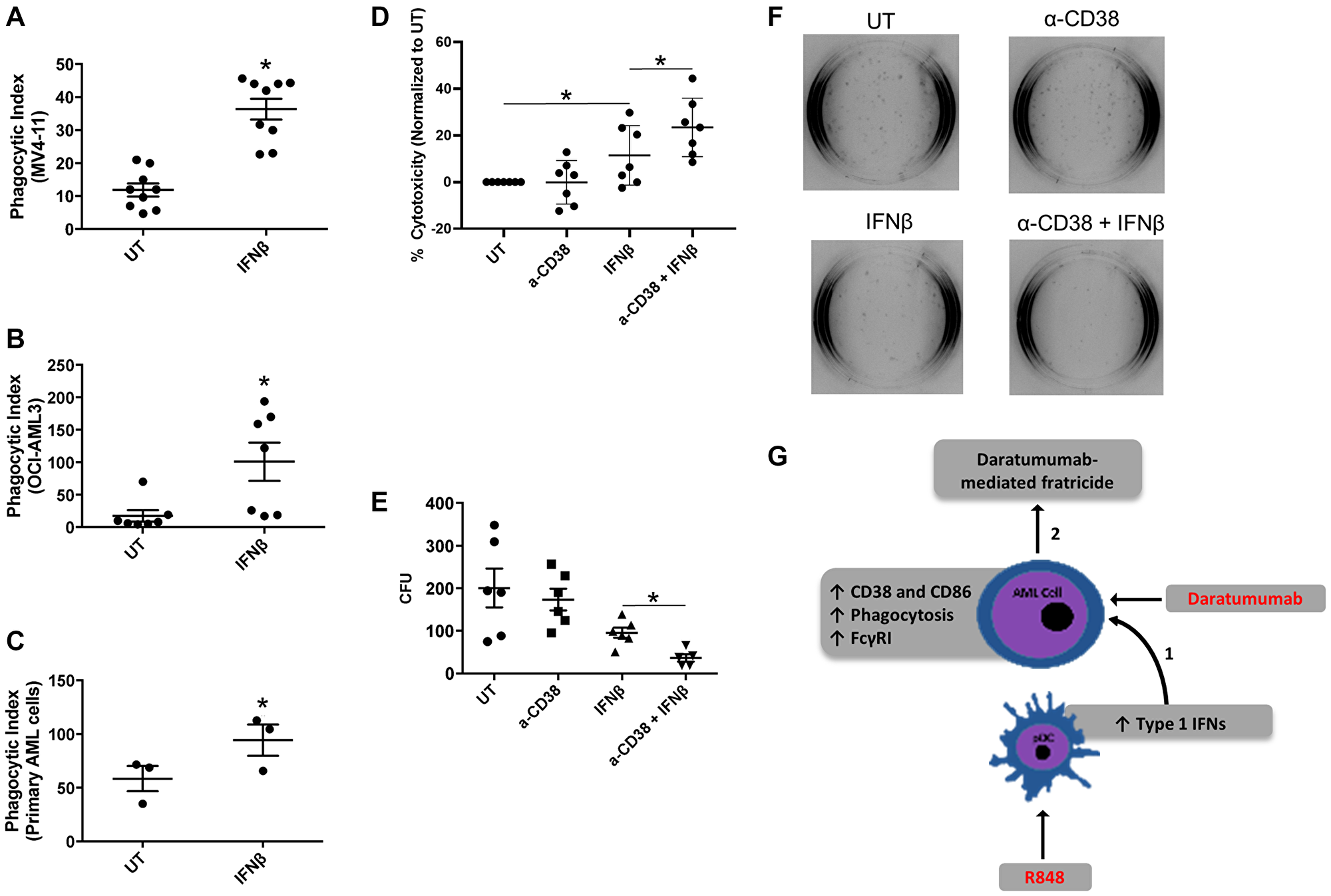 Figure 5: IFNβ-induced AML-cell cytotoxicity is enhanced with anti-CD38 antibody daratumumab.