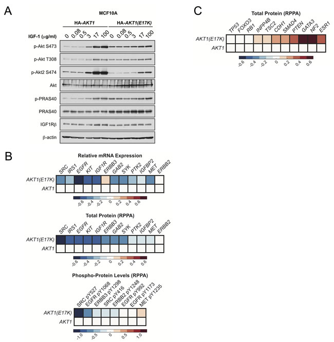 Figure 7: AKT1(E17K) suppresses RTK expression and phosphorylation through negative feedback inhibition.