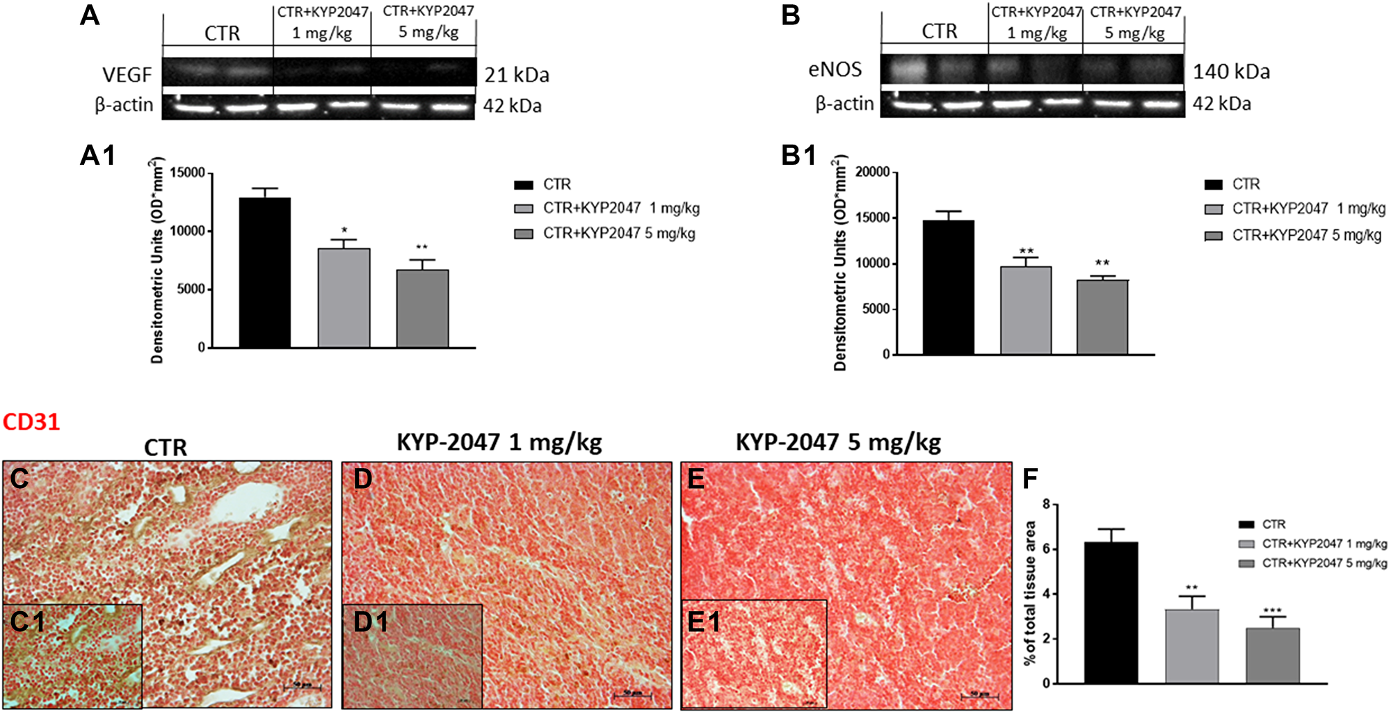 Figure 8: Effect of KYP-2047 on VEGF, eNOS and CD31 expression.
