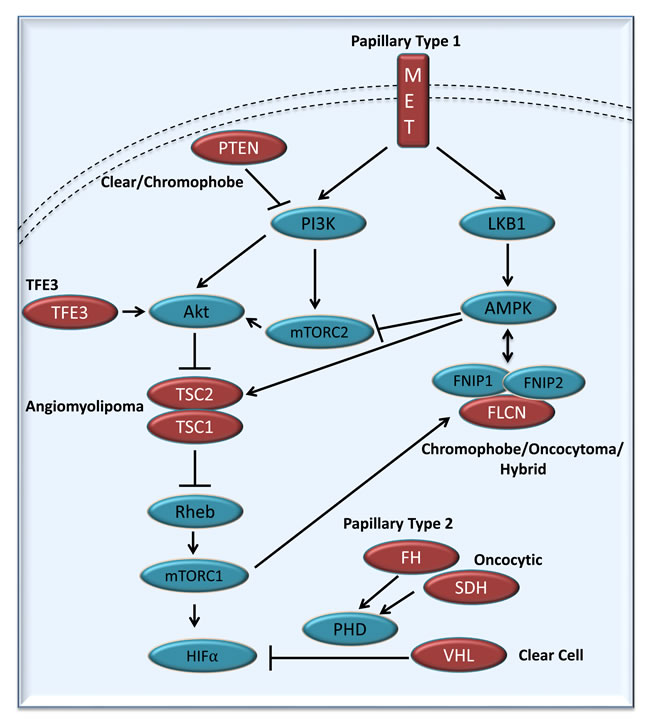 Figure 2: Simplified representation of the kidney cancer gene pathways.