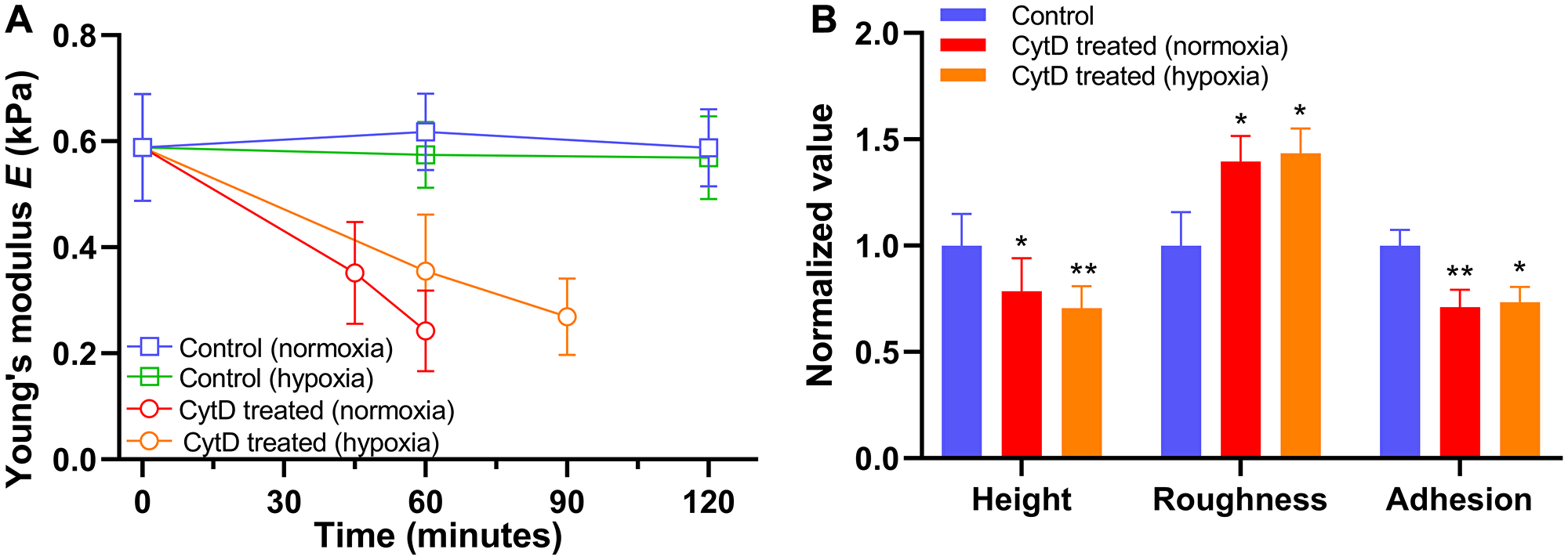 Figure 6: Alteration in biomechanical properties of PANC-1 cells exposed to 5 μM cytochalasin D (CytD) in normoxia and hypoxia.