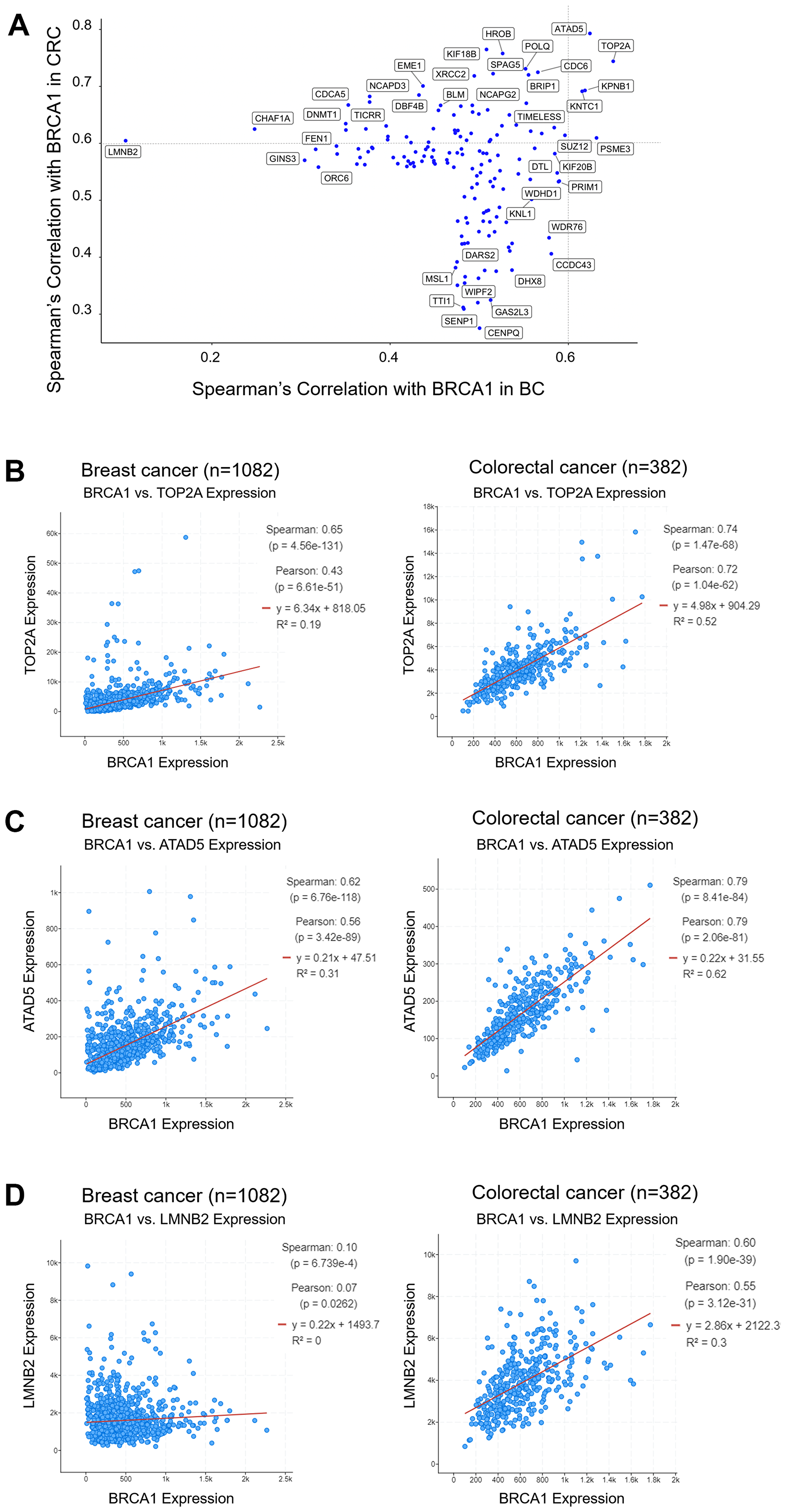 Figure 5: TOP2A and ATAD5 mRNA expression correlates with BRCA1 mRNA expression in BC and CRC, whereas LMNB2 expression only correlates with BRCA1 expression in CRC.