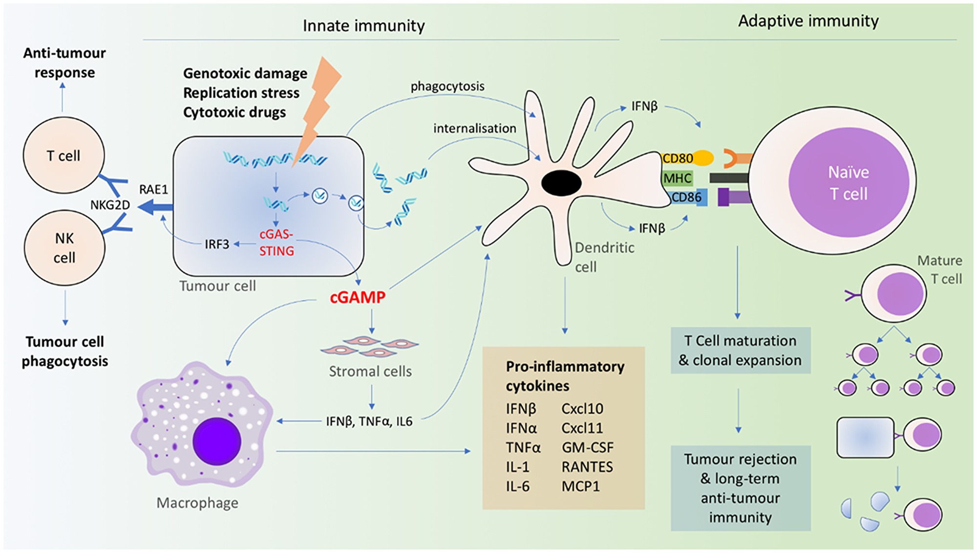 Figure 2: Coordination of innate and adaptive immune signaling resulting from cGAS-STING activation.