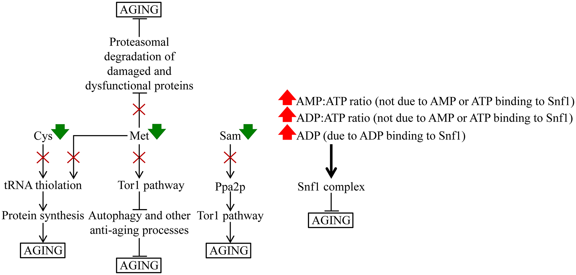 Figure 14: A hypothetical model of how a specific remodeling of cellular metabolism by CR slows down yeast chronological aging.