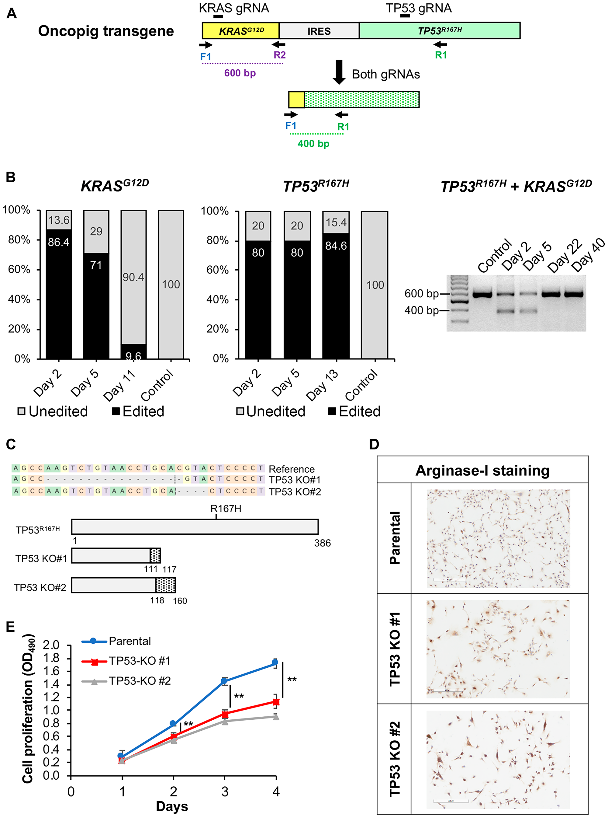 Figure 7: CRISPR/Cas9-mediated disruption of Oncopig KRAS<sup>G12D</sup> and TP53<sup>R167H</sup> transgenes.