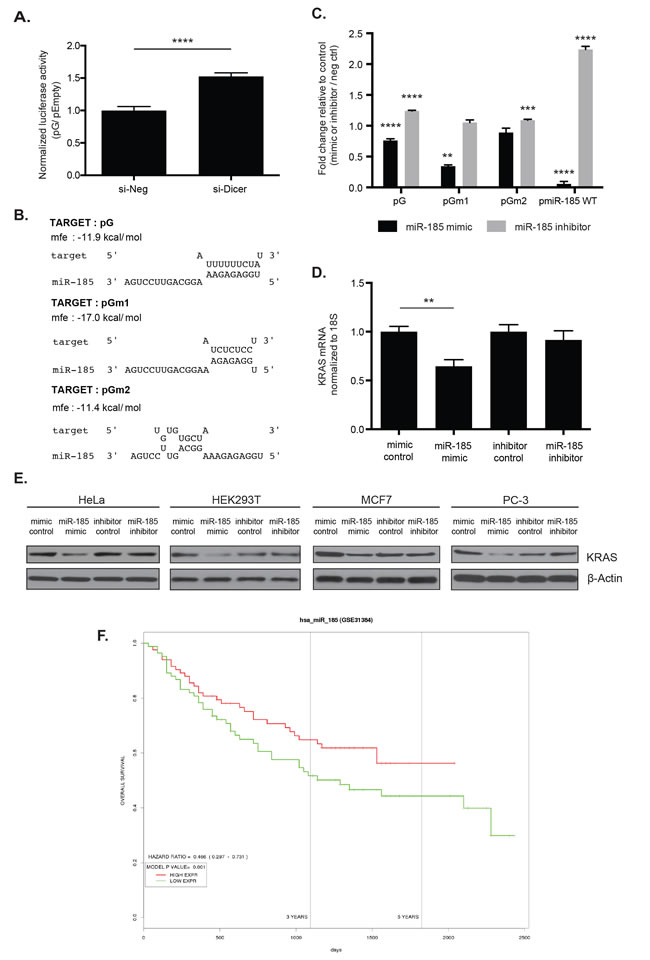 Figure 5: miR-185 potentially regulates KRAS through complementary sites within the 49-nt pG fragment.