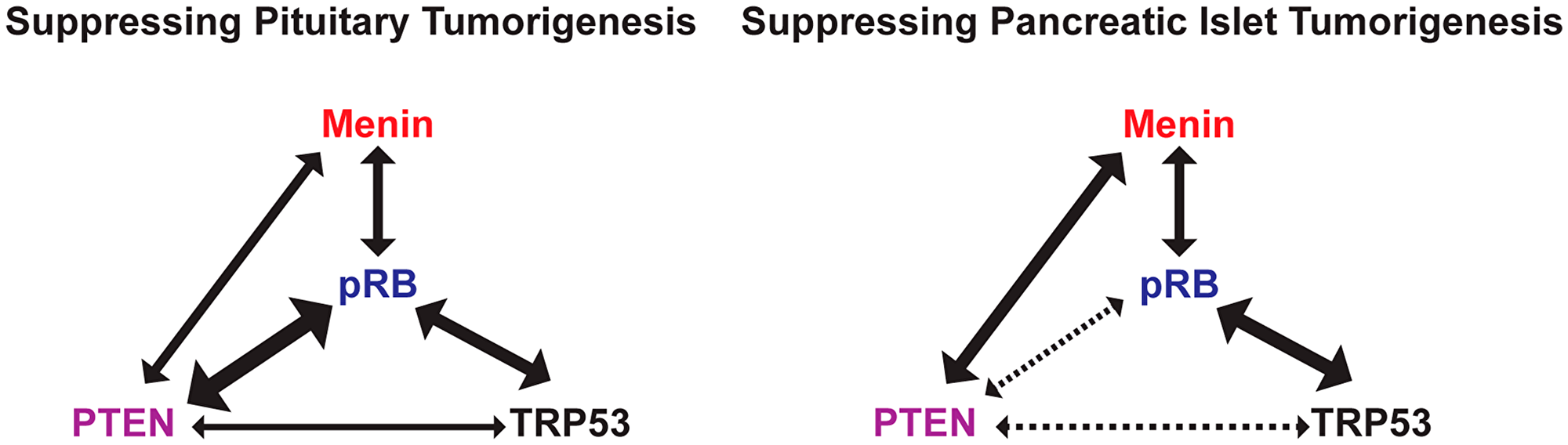 cooperative-tumorigenic-effects-of-targeted-deletions-of-tumor-suppressors-figure-9.png