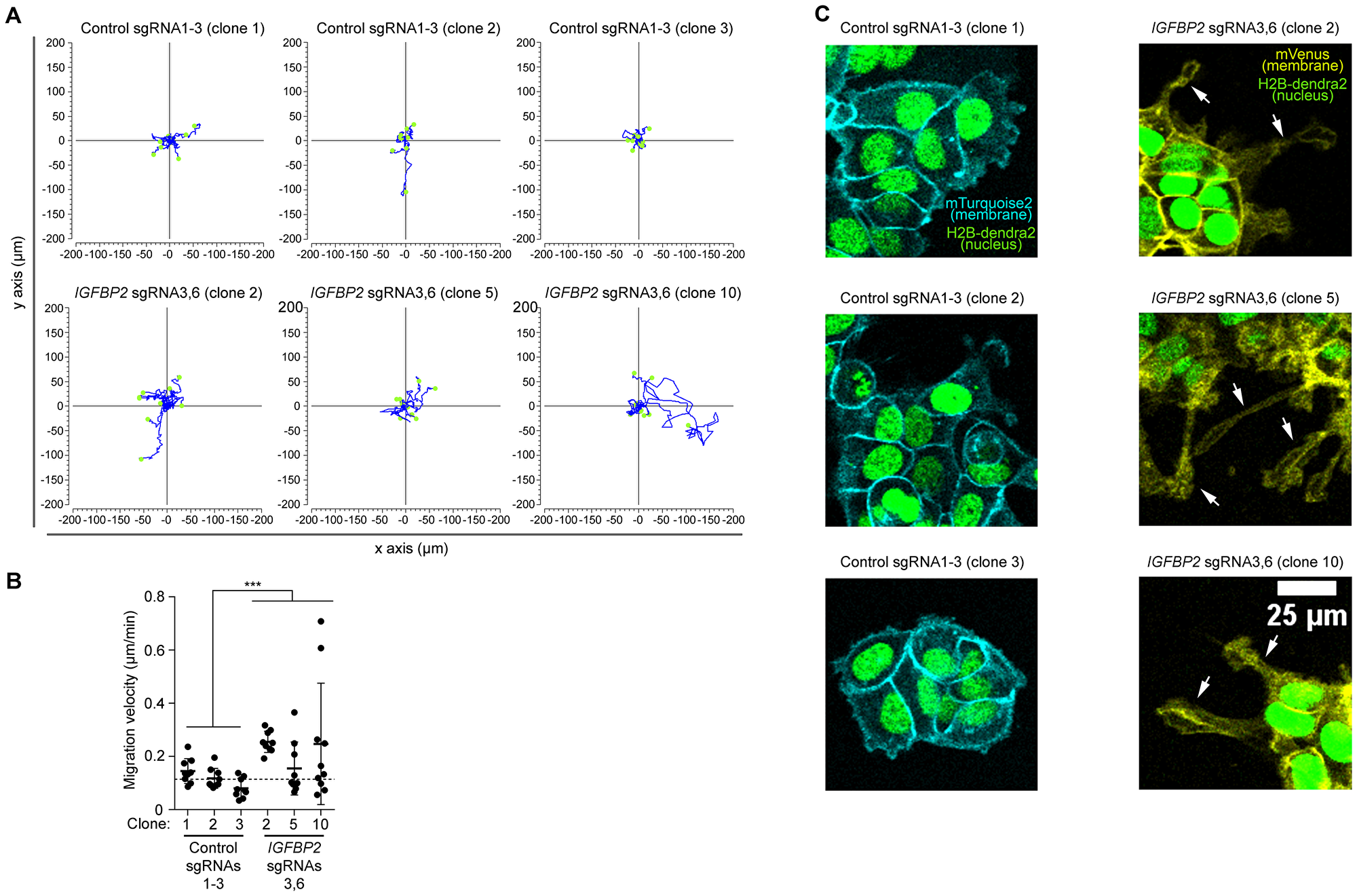 Figure 4: High resolution imaging reveal an increased migration speed of the epithelial cell line MCF7 clones upon CRISPR/dCas  IGFBP2 epigenetic editing.