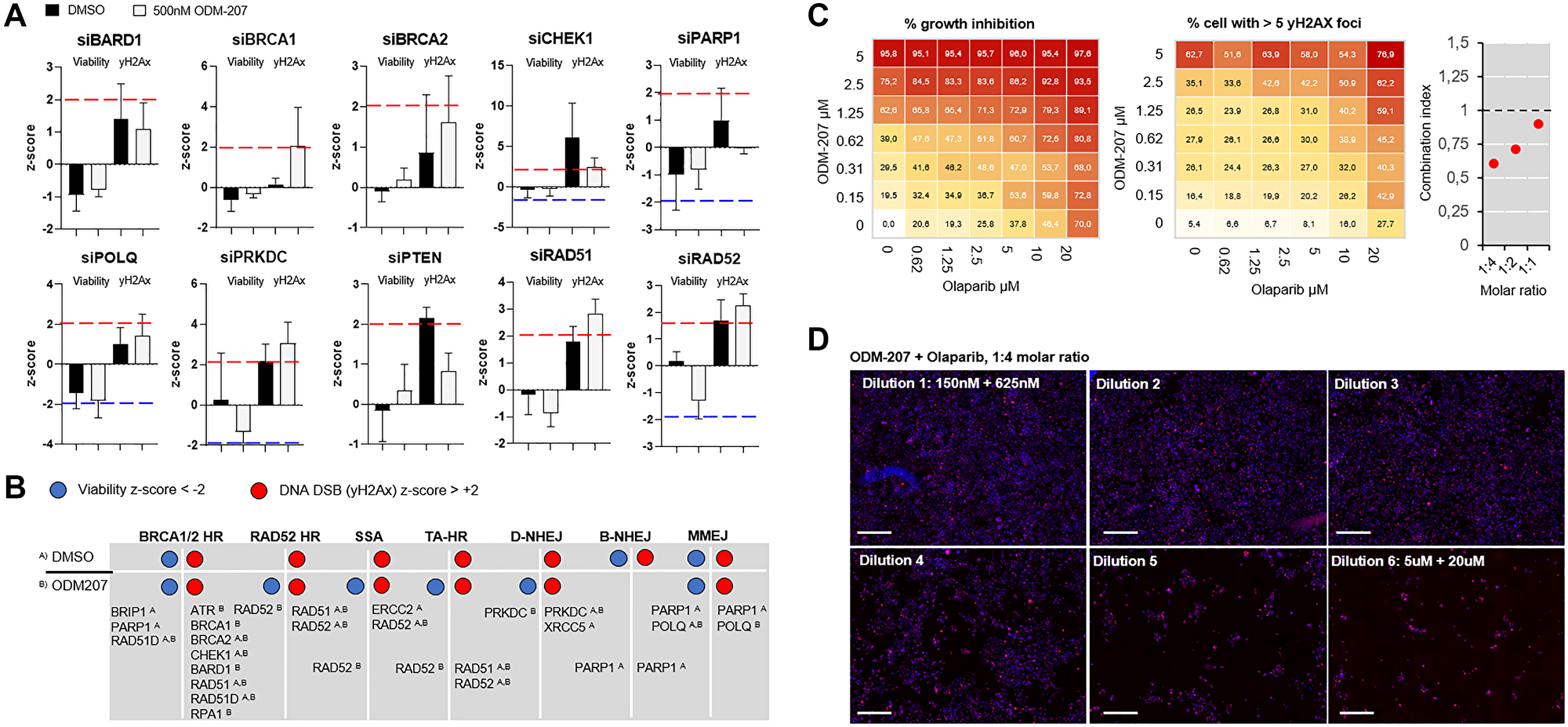 Figure 4: Analysis of efficacy of targeting different DNA repair pathways on  PALB2 mutated CAC cells.