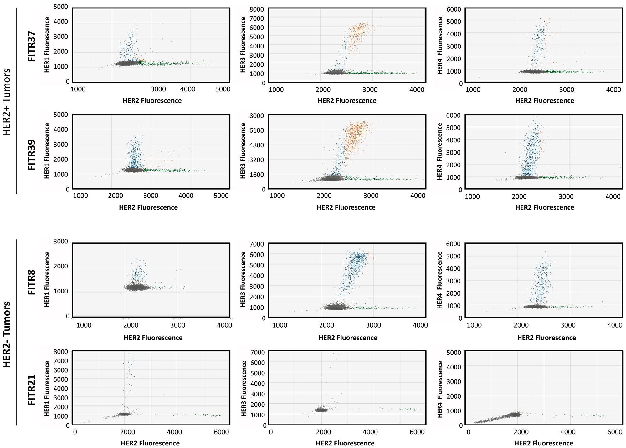 Figure 9: Co-amplification of HER2 with other family members determined by MLPA-ddPCR.