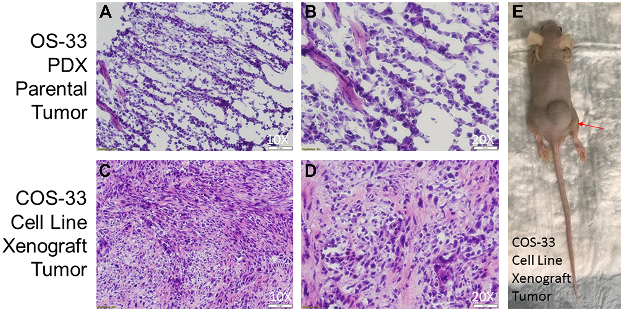 Figure 8: Photographs of histological sections of COS-33 tumors and the xenograft mouse.
