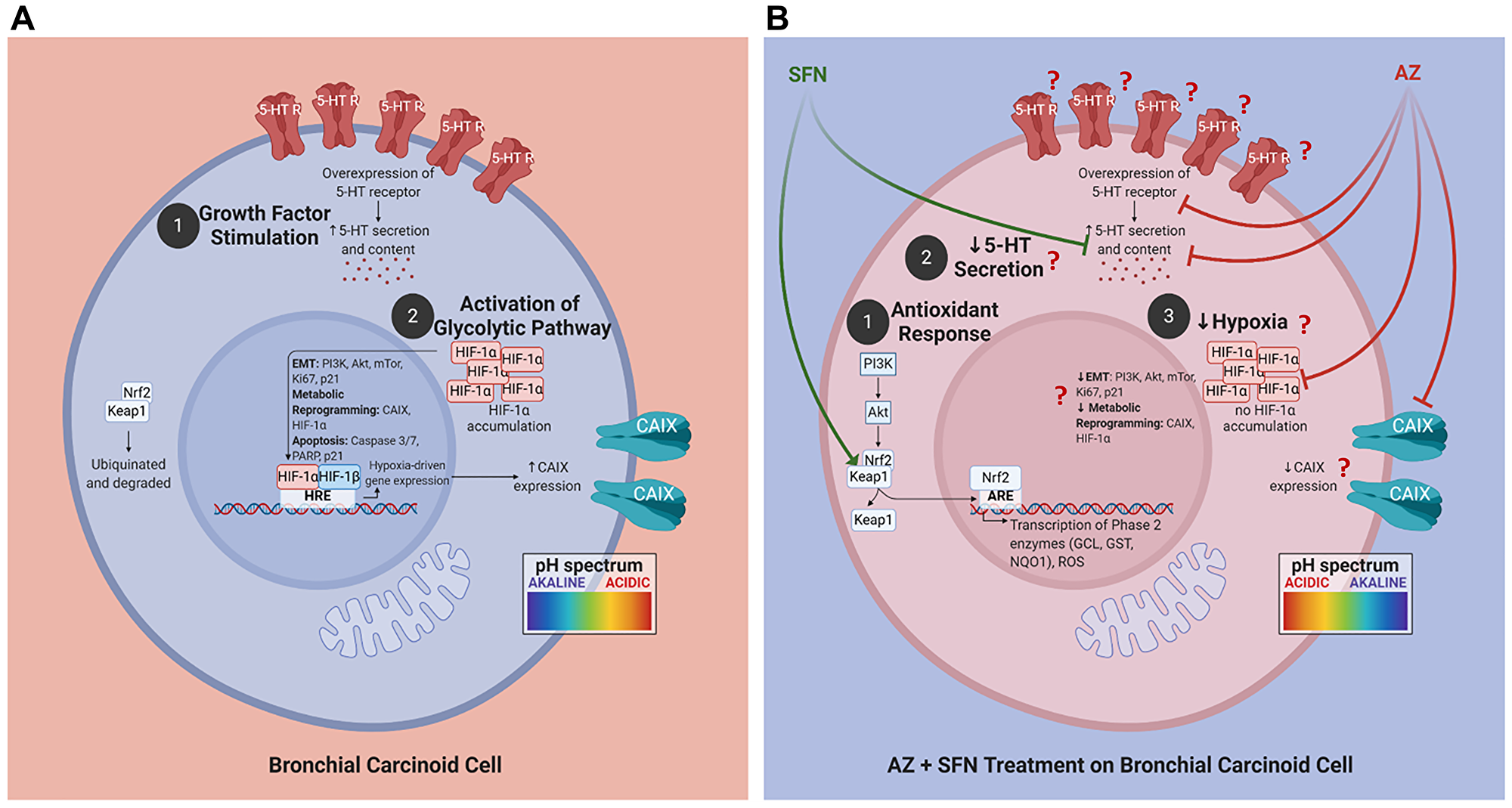 Figure 9: Proposed schema of AZ, SFN, and AZ+SFN targeting the pro-survival pathways in BC.