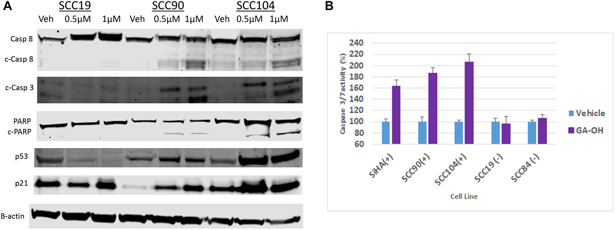 Figure 8: GA-OH activates p53 and Caspase 8 and induces apoptosis.