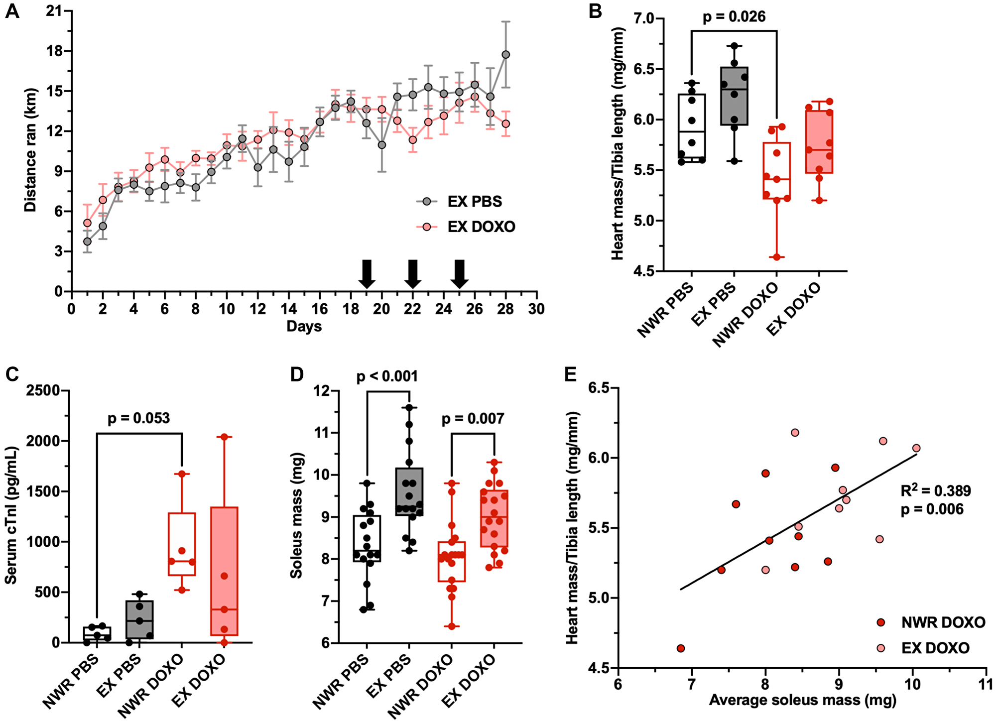 Figure 6: Aerobic exercise ameliorates doxorubicin-induced cardiotoxicity.