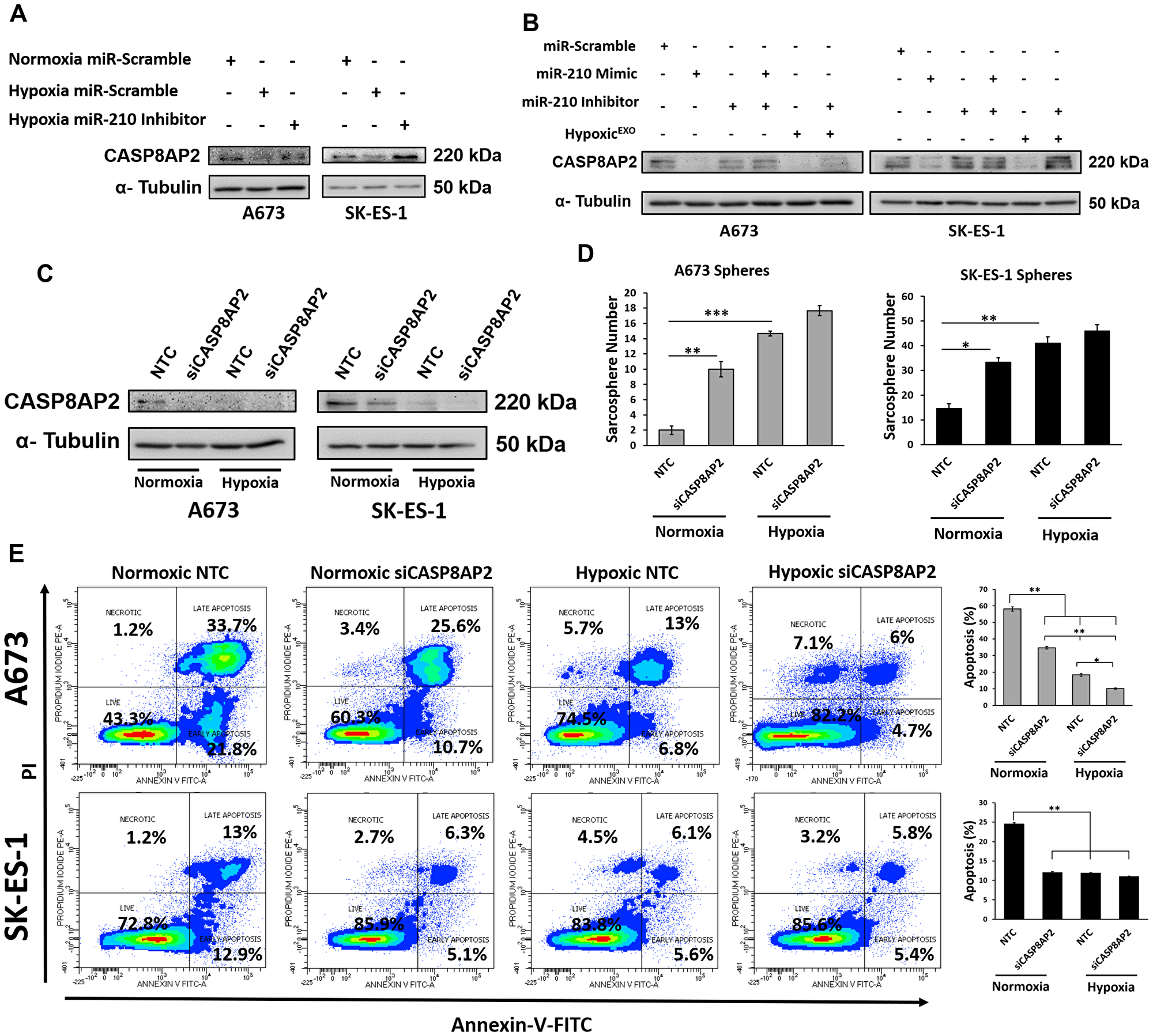 Figure 5: miR-210 silences the proapoptosis member CASP8AP2.