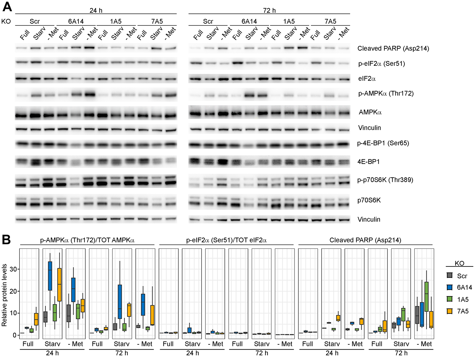 Figure 4: Evaluation of stress response markers in the absence of amino acid transporters.