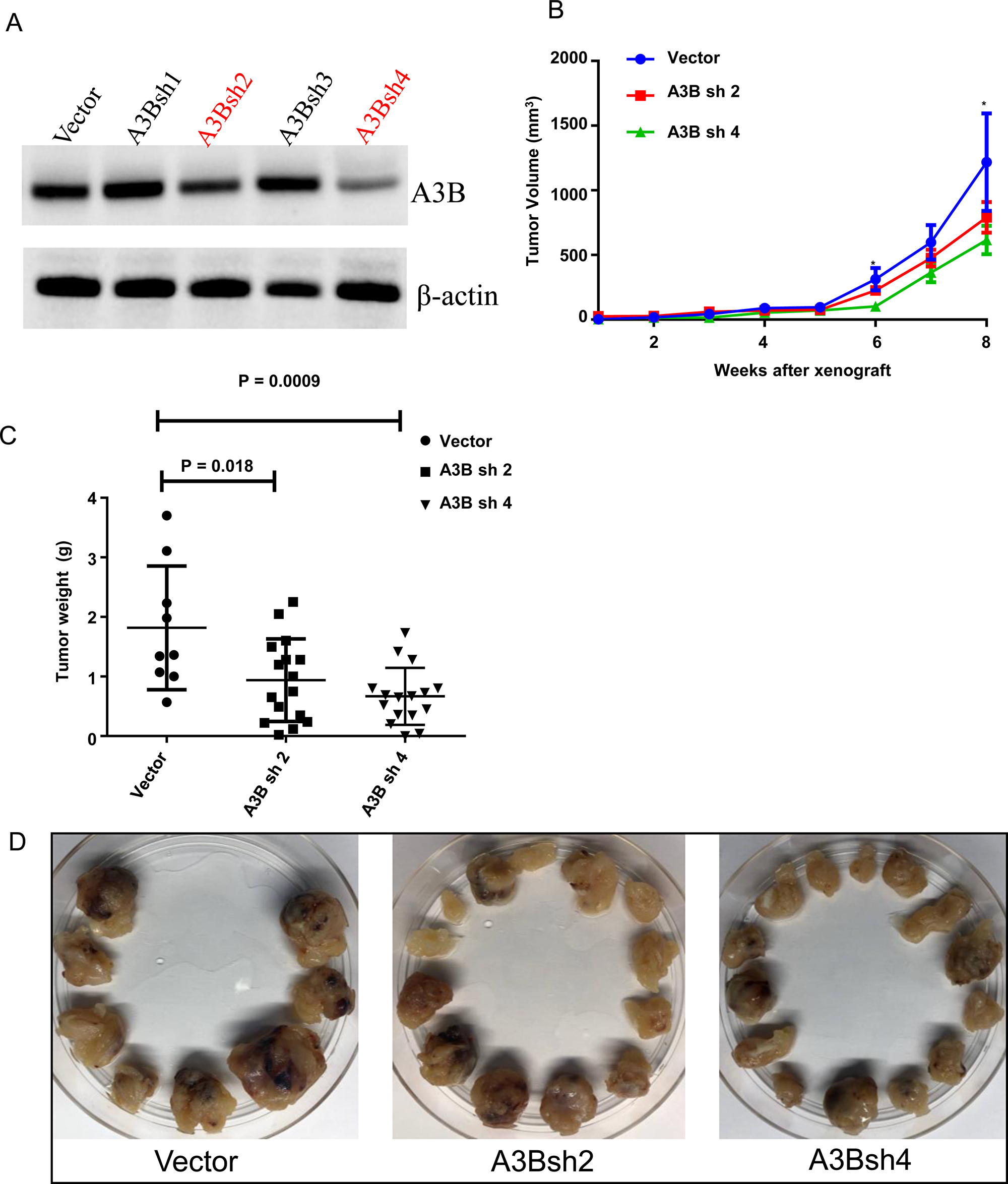 Figure 7: Knockdown of APOBEC3B is associated with a lower tumor growth in an adrenocortical carcinoma xenograft mouse model.