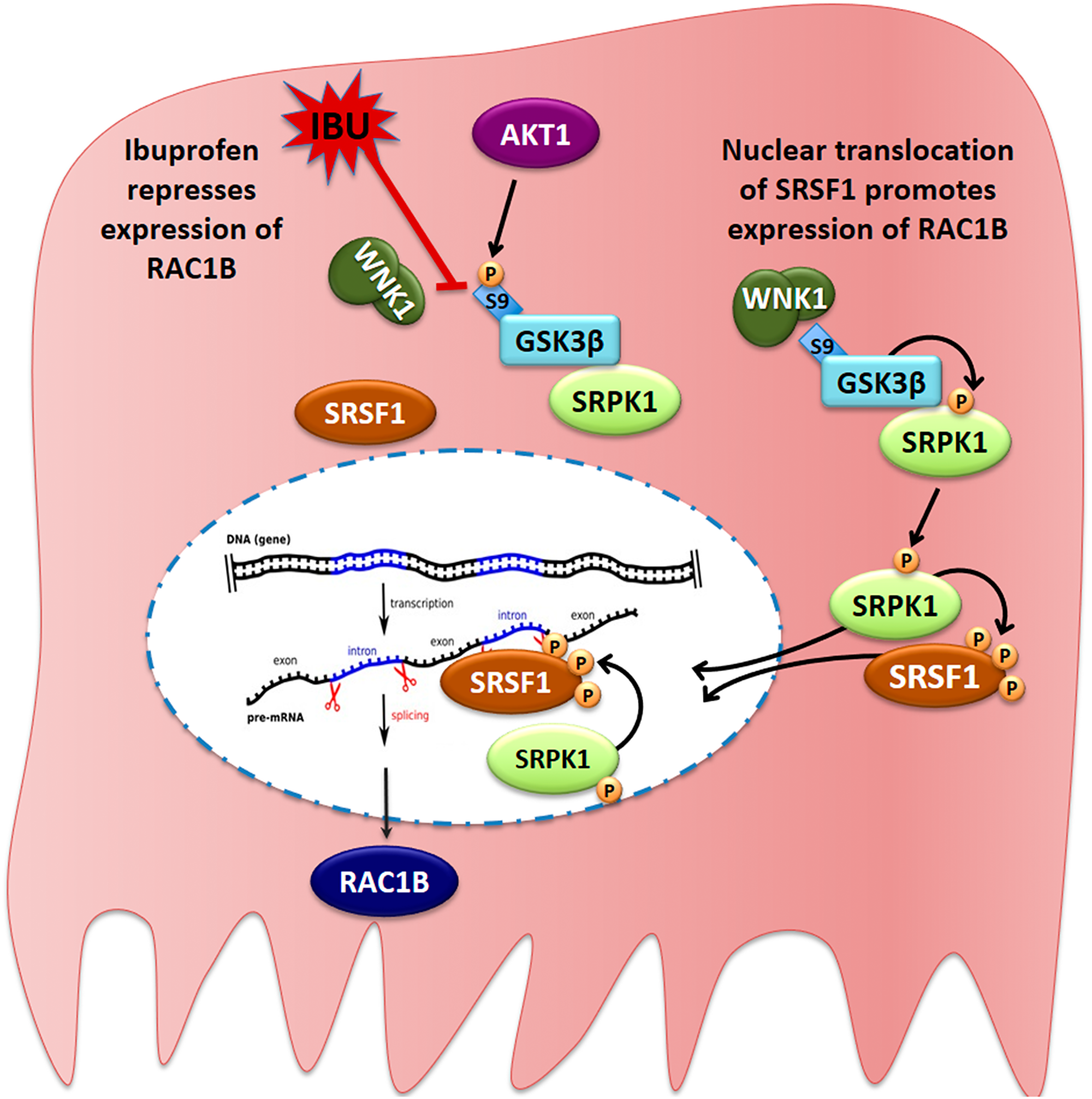 Figure 9: Proposed model for the ibuprofen-inhibited expression of alternative spliced RAC1B.