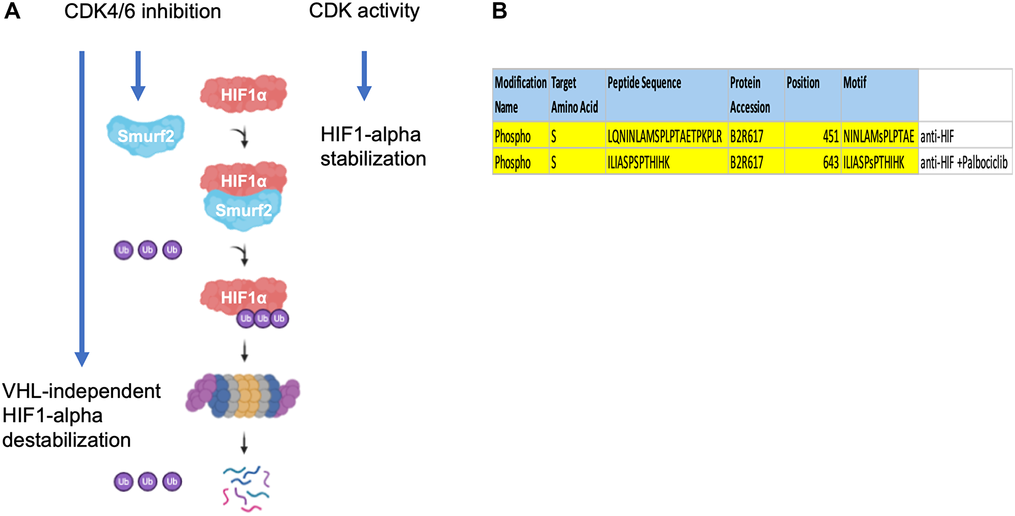 Figure 8: Proposed model of Smurf2-mediated HIF-1α regulation.