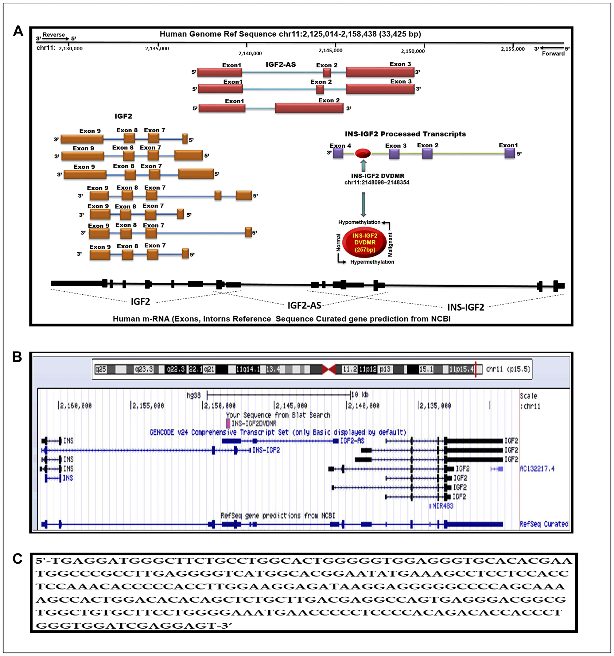 Figure 1: Schematic diagram of the human IGF2 gene structure.