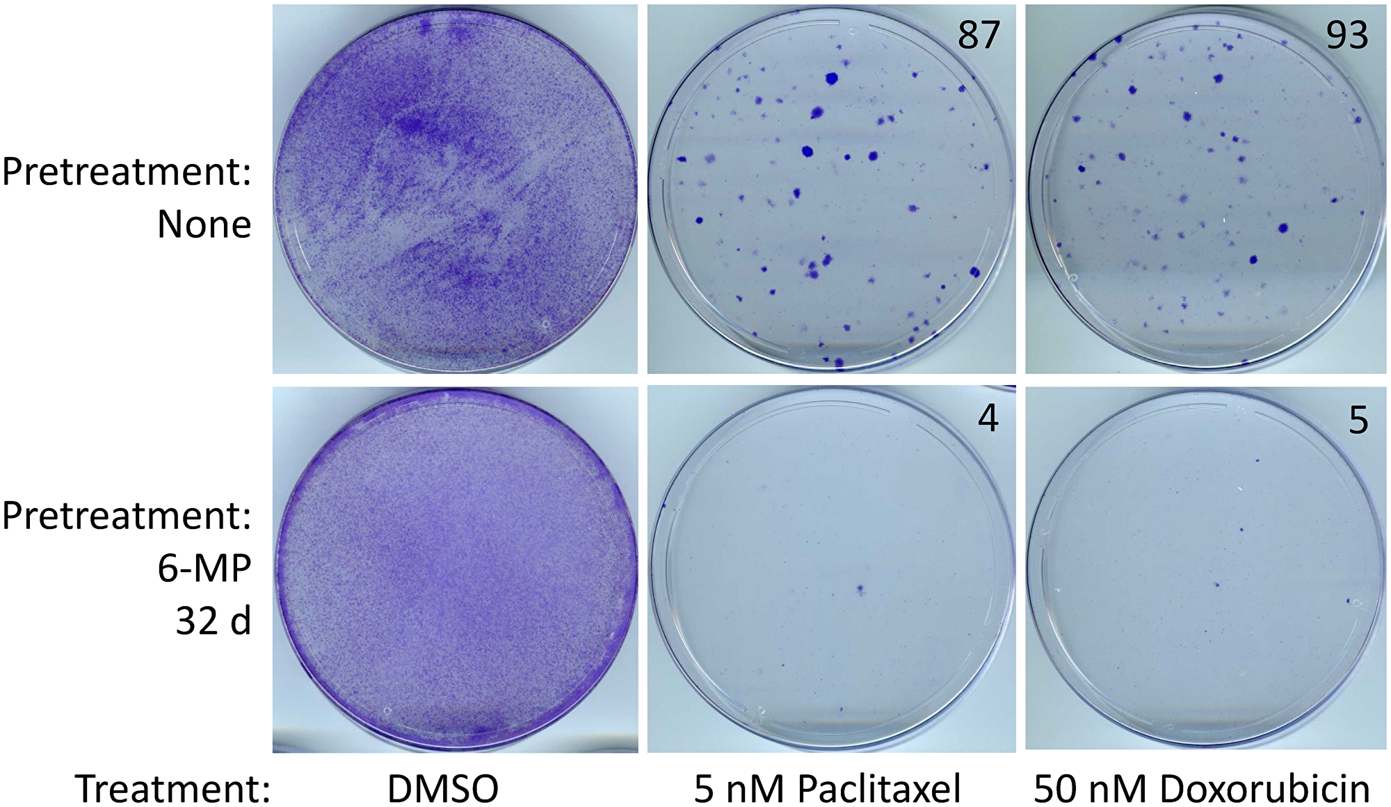 Figure 5: SUM149-MA cells surviving a 6-MP treatment are sensitive to chemotherapeutic drugs.