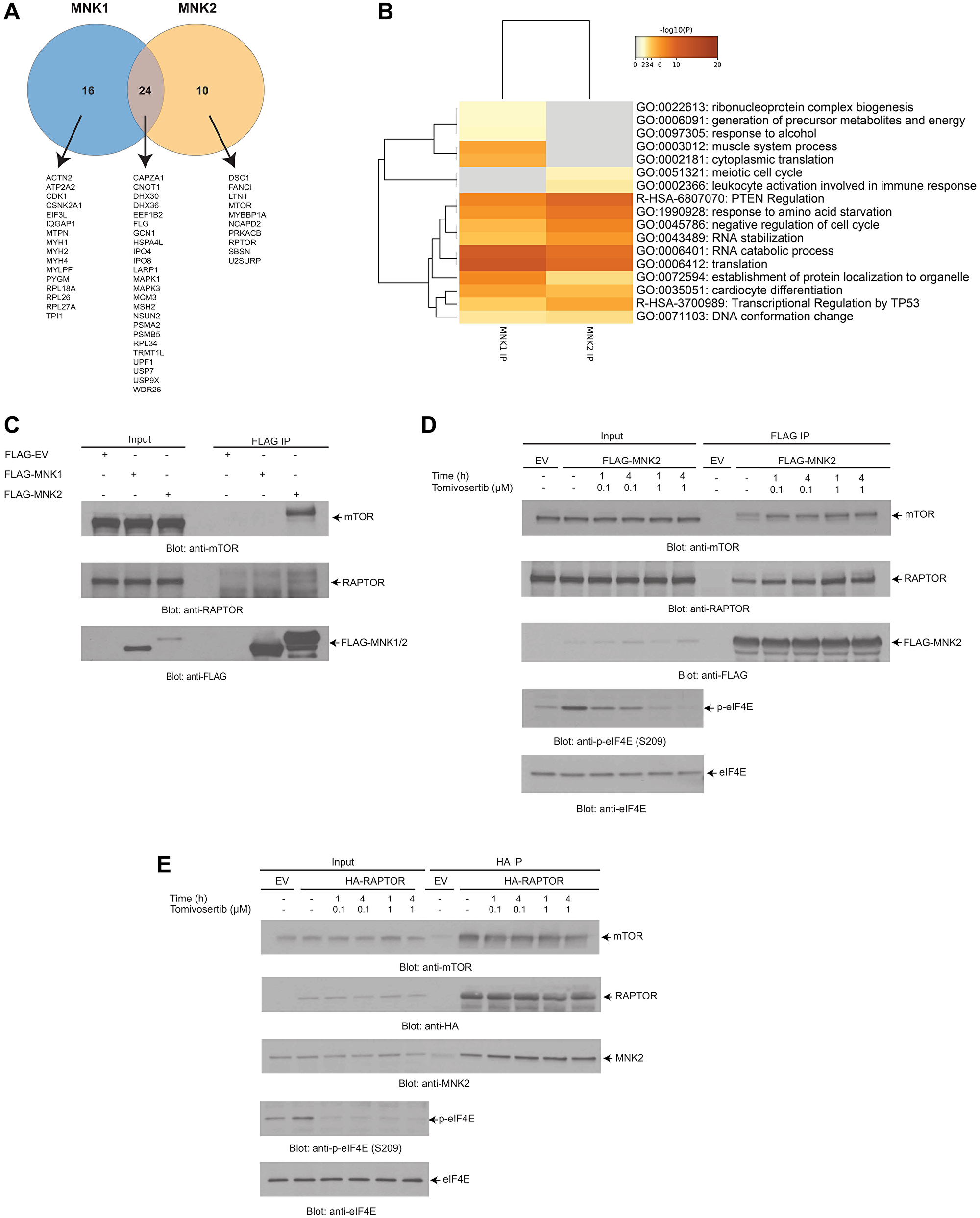 Figure 4: LC-MS/MS analysis identifies putative MNK1/2 targets and interactors.