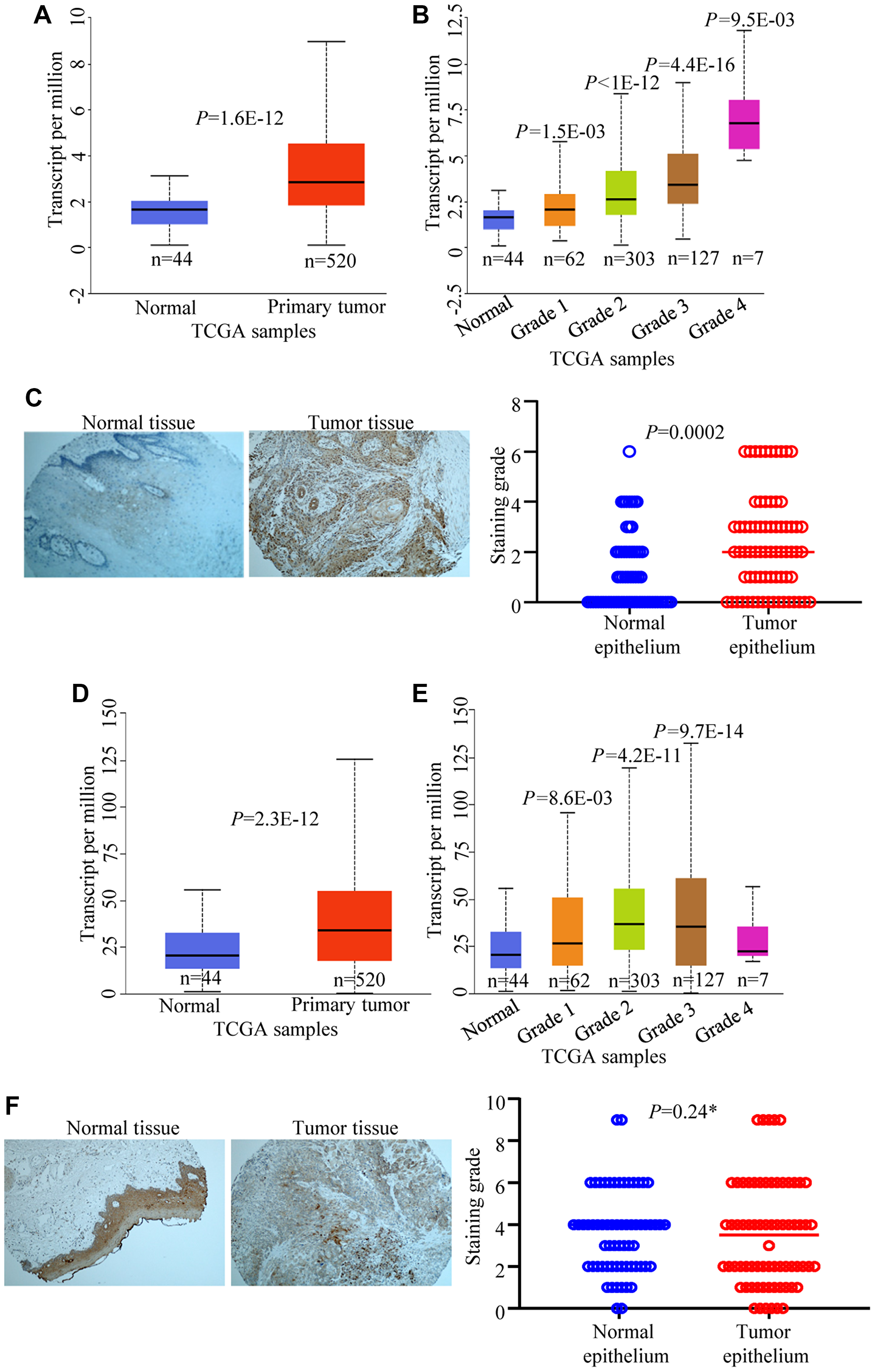 Figure 6: CPAP and EGFR expression levels in HNSCC and normal tissues.