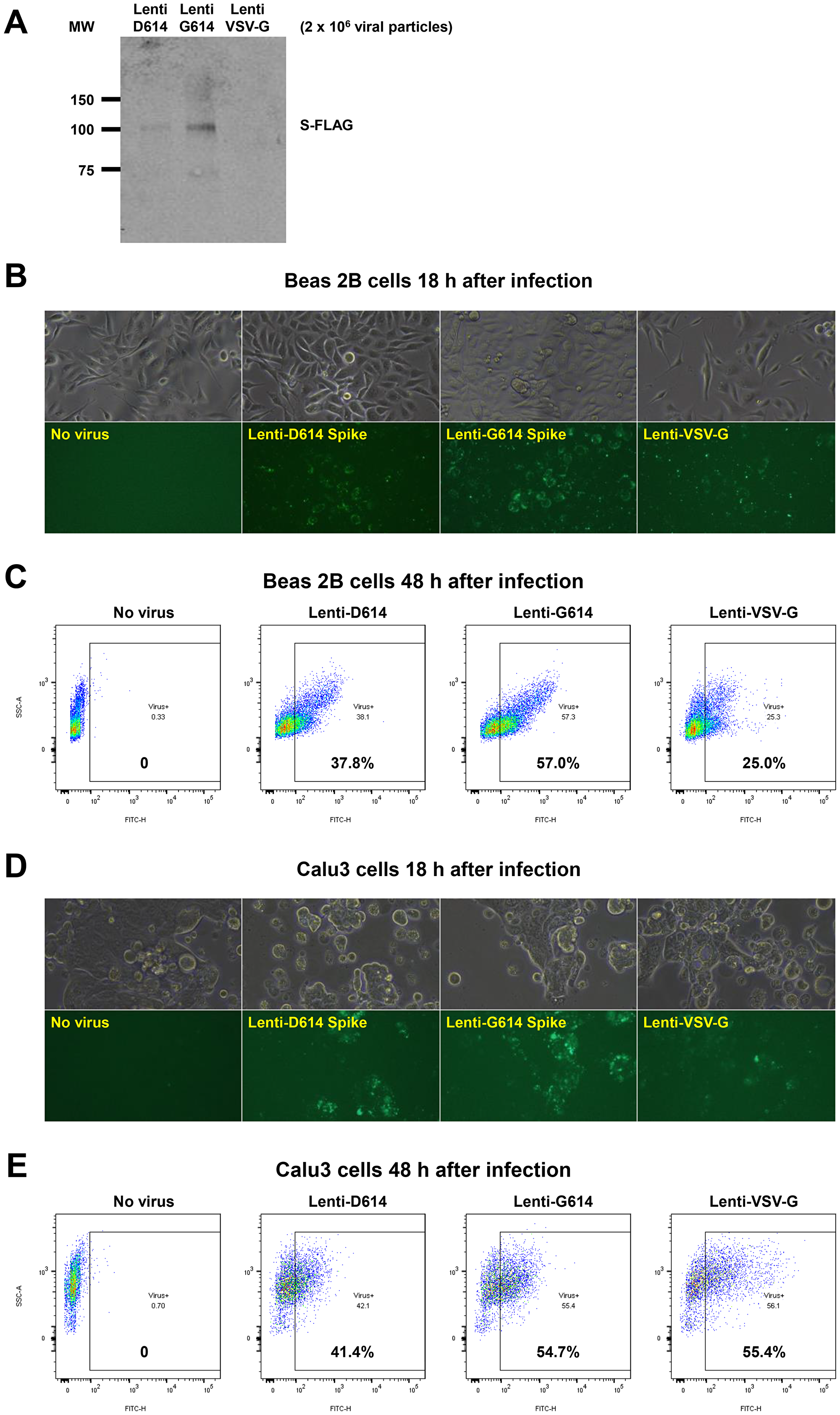 Figure 6: Establishment of a SARS-CoV-2 pseudovirus that expresses SPIKE protein variants on the envelope of a lentiviral core, infection of human airway epithelial cells or lung cancer cells, and demonstration of MEKi attenuation of infectivity on primary human cells.