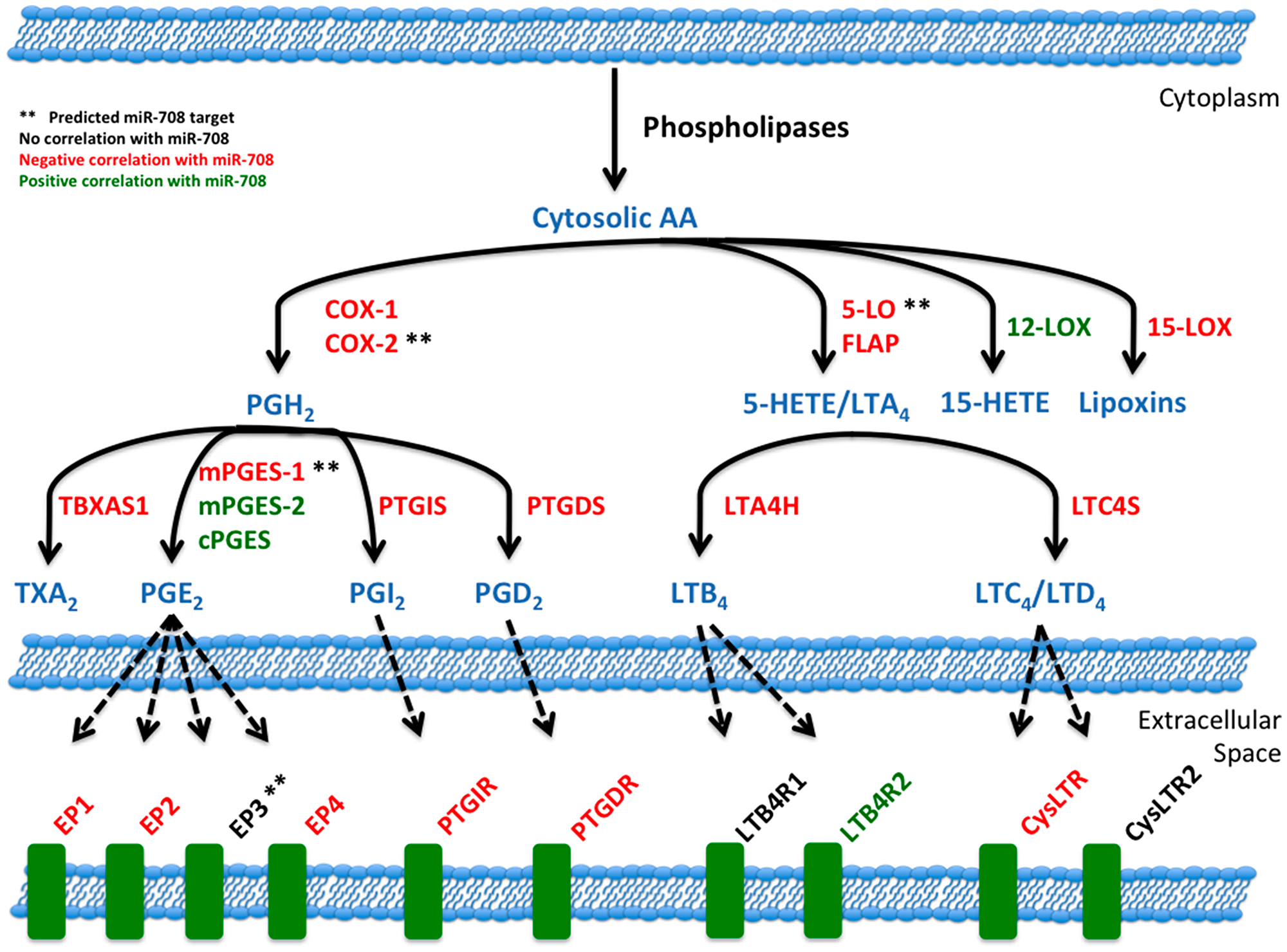 Figure 9: miR-708 and the arachidonic acid pathway.