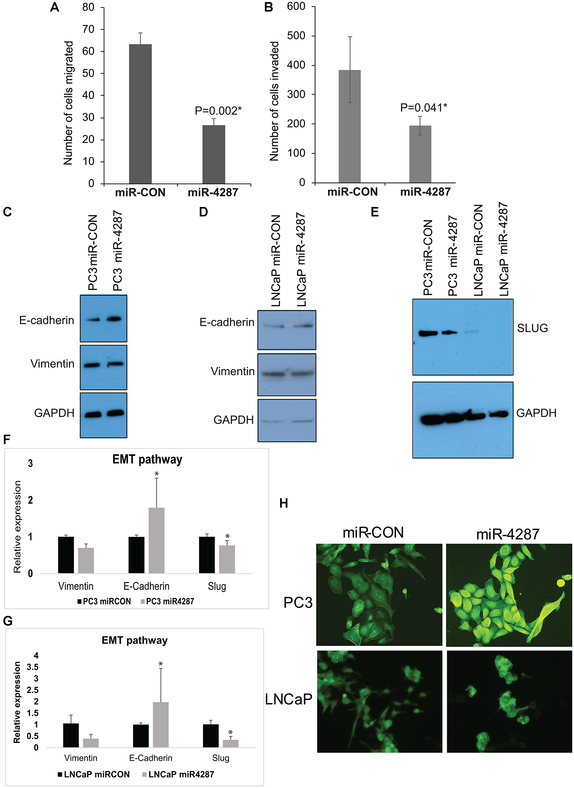 Figure 5: miR-4287 overexpression regulates EMT in prostate cancer cell lines.