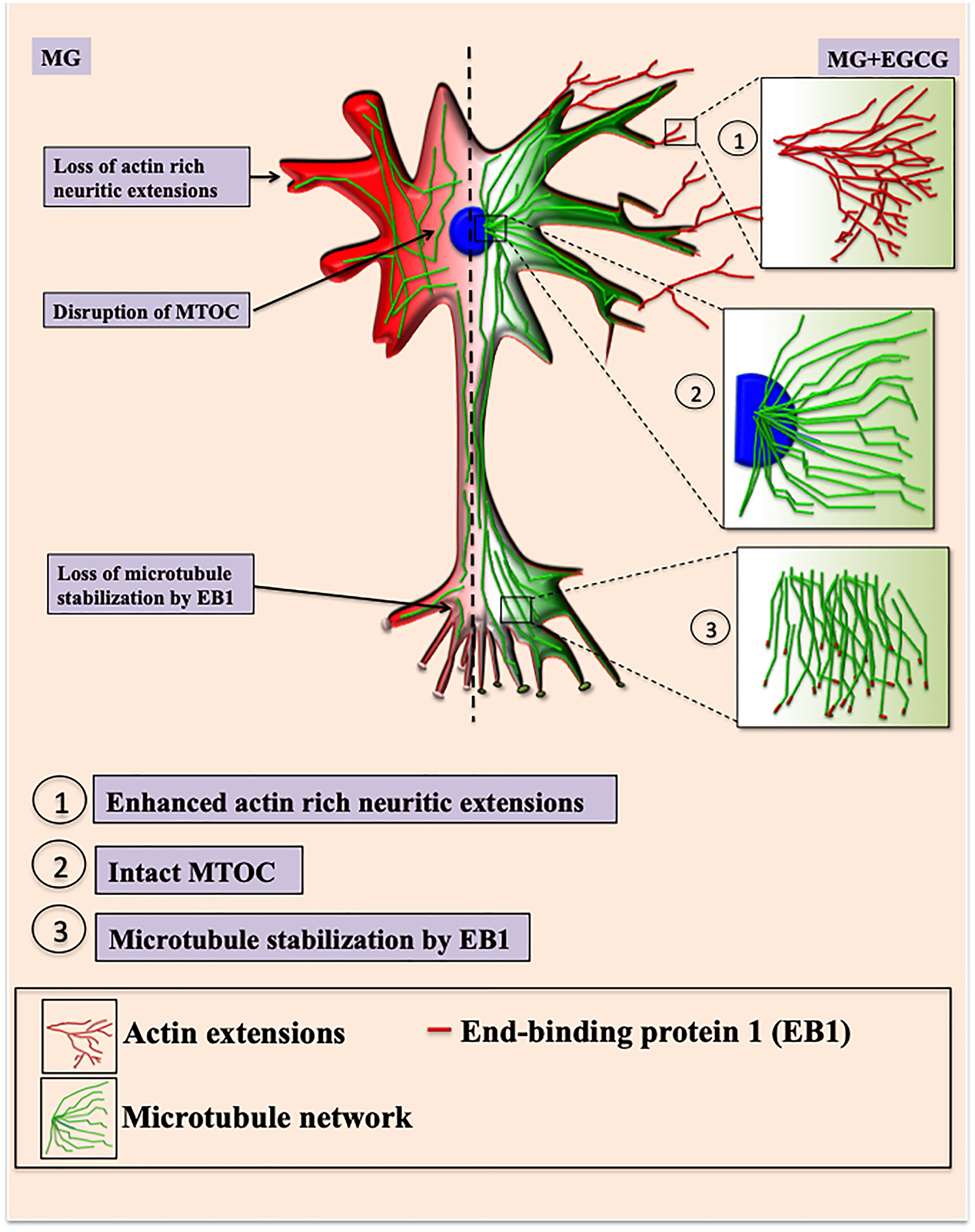 Figure 10: EGCG maintains neuronal cell cytoskeleton integrity.