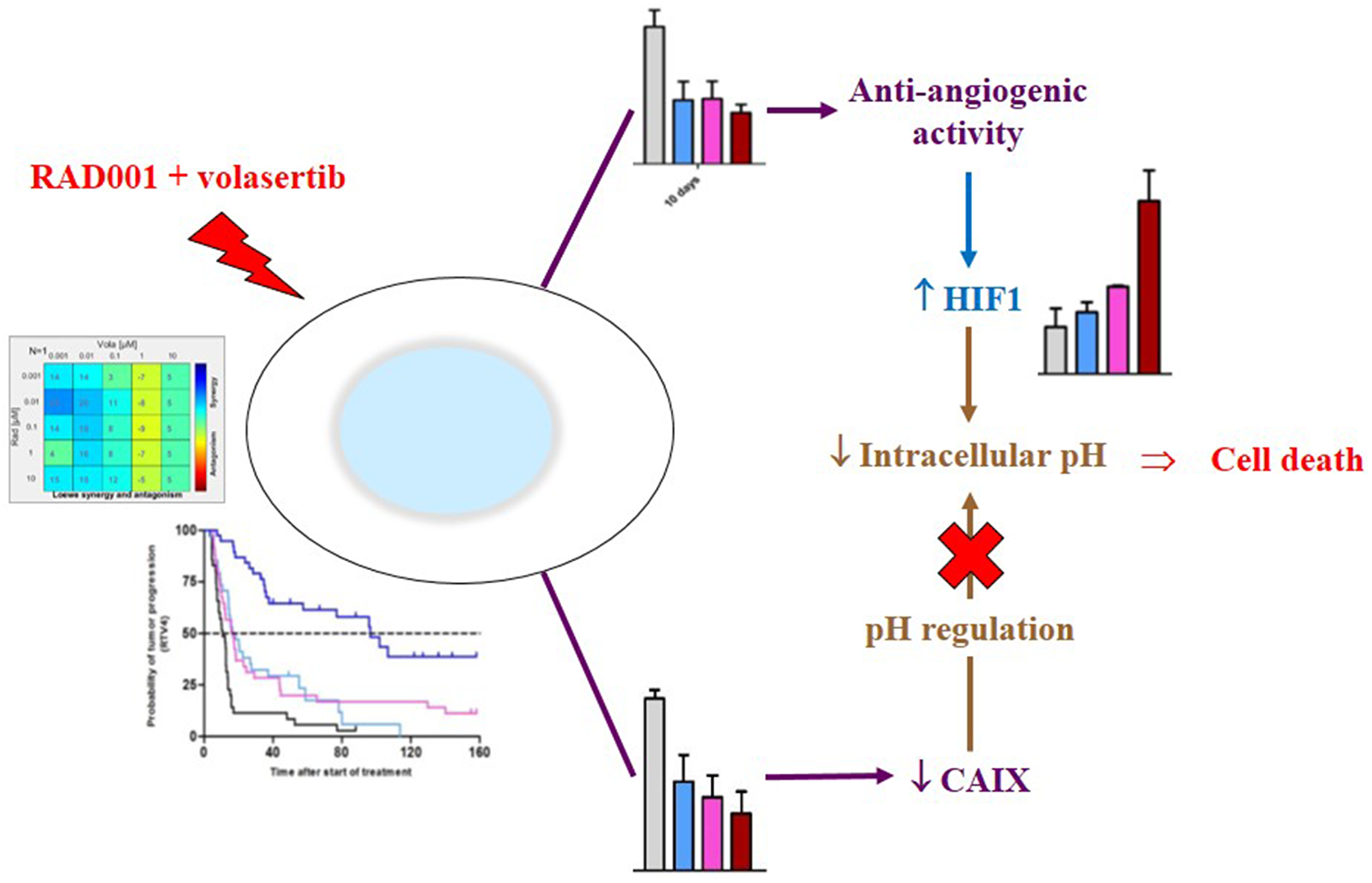 Figure 7: Mechanism of the antitumor activity of the RAD001 (everolimus) + volasertib combination.