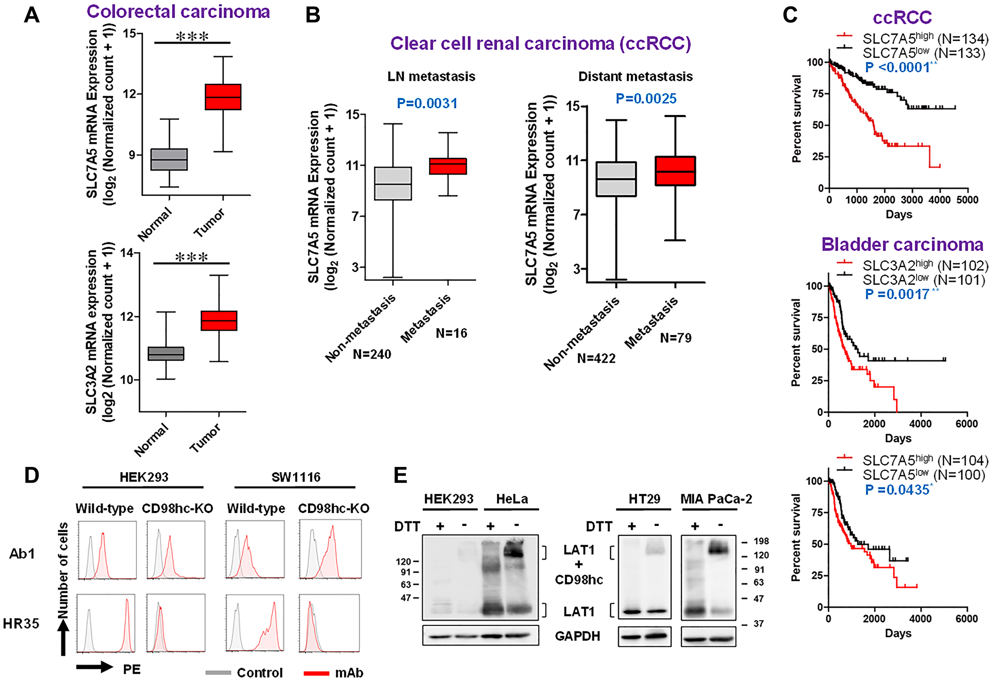 Figure 6: TCGA analyses (expression, metastasis and prognosis) and possible CD98hc-independent cell-surface expression of LAT1 in human cells.