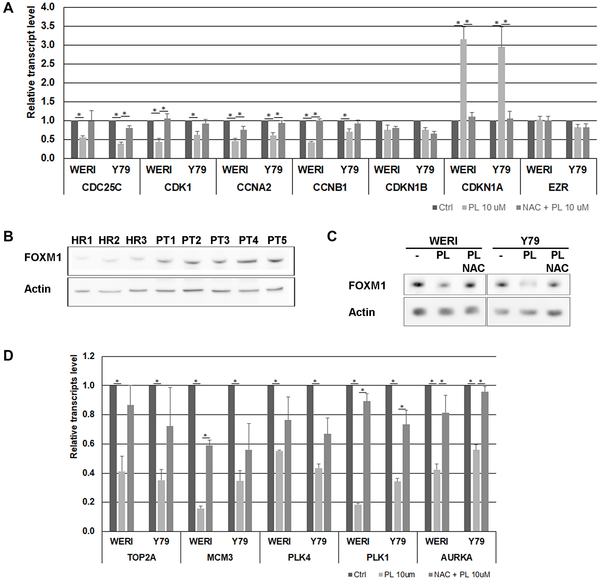 Figure 3: Effects of PL on cell cycle-regulatory factors in WERI-Rb and Y79 cells.