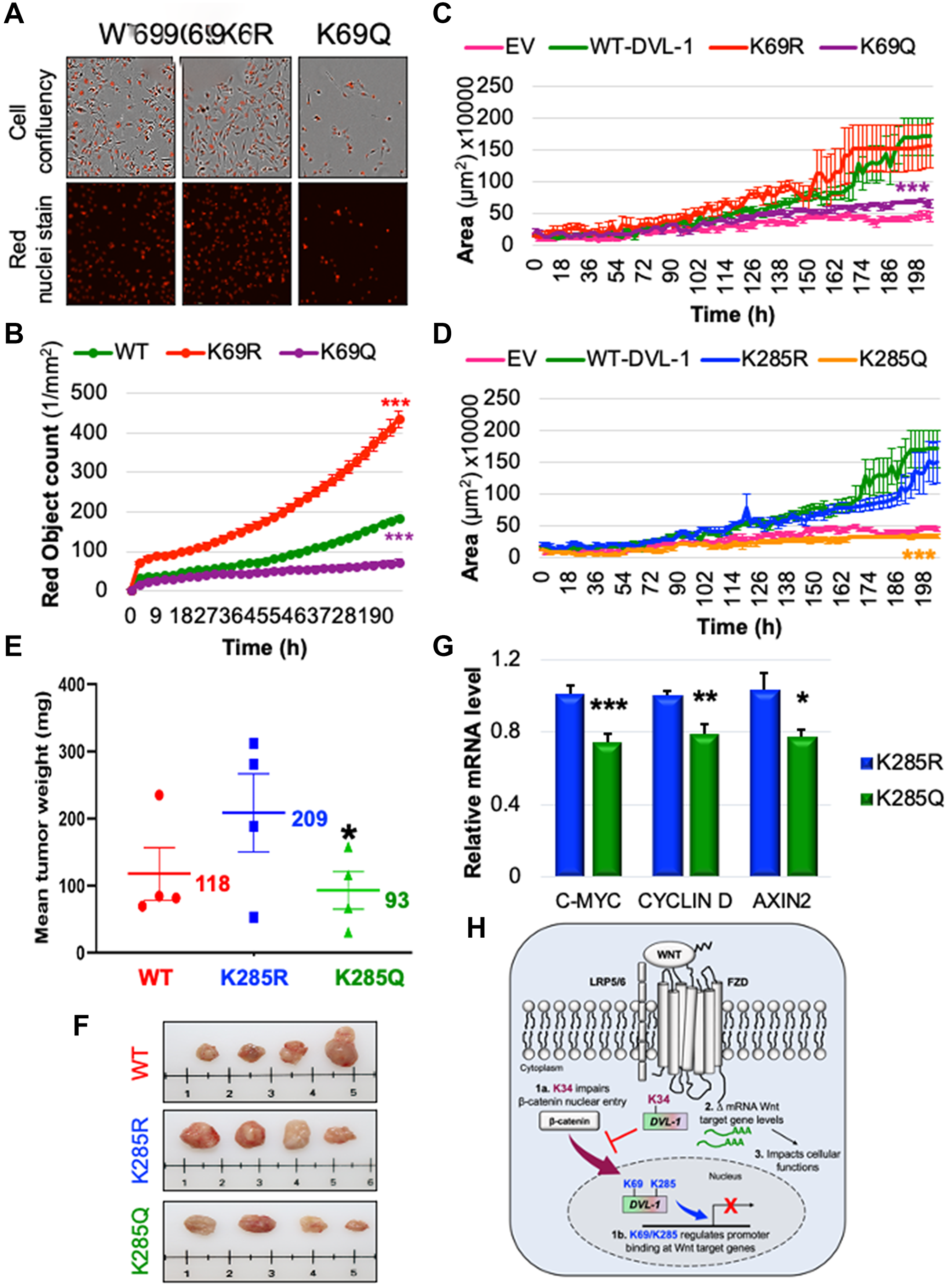 Figure 6: K69 and K285 residues significantly influence rate of cell proliferation and xenograft tumor growth respectively in MDA-MB-231 cells.