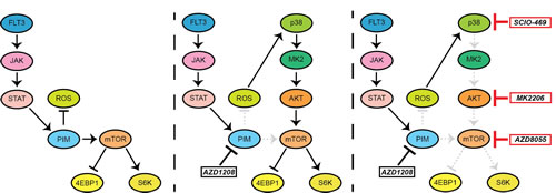 Figure 6: Schematic overview of feedback activation of mTOR signaling upon PIM inhibition.