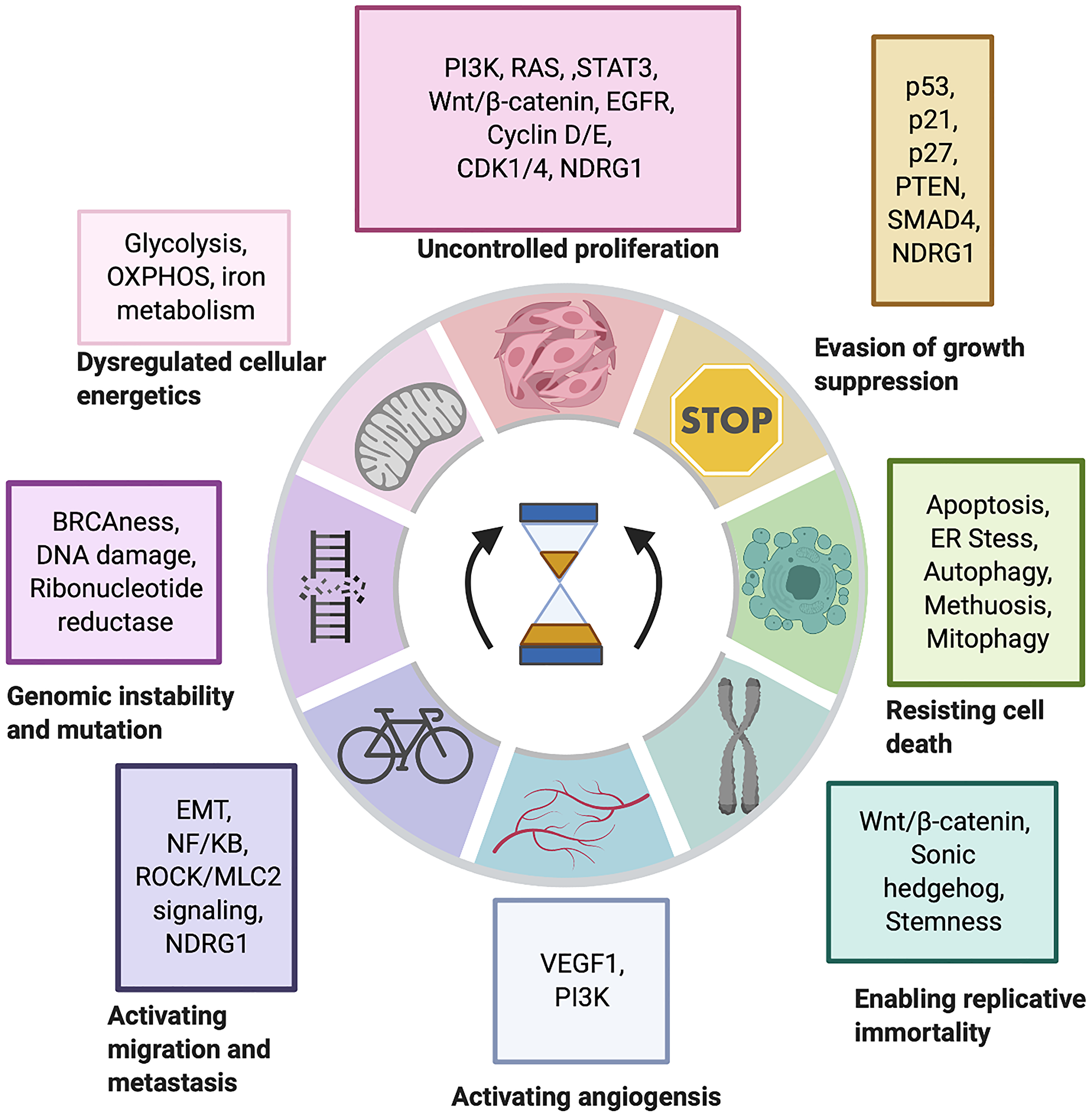 Figure 1: The impact of iron chelators on the hallmarks of cancer.