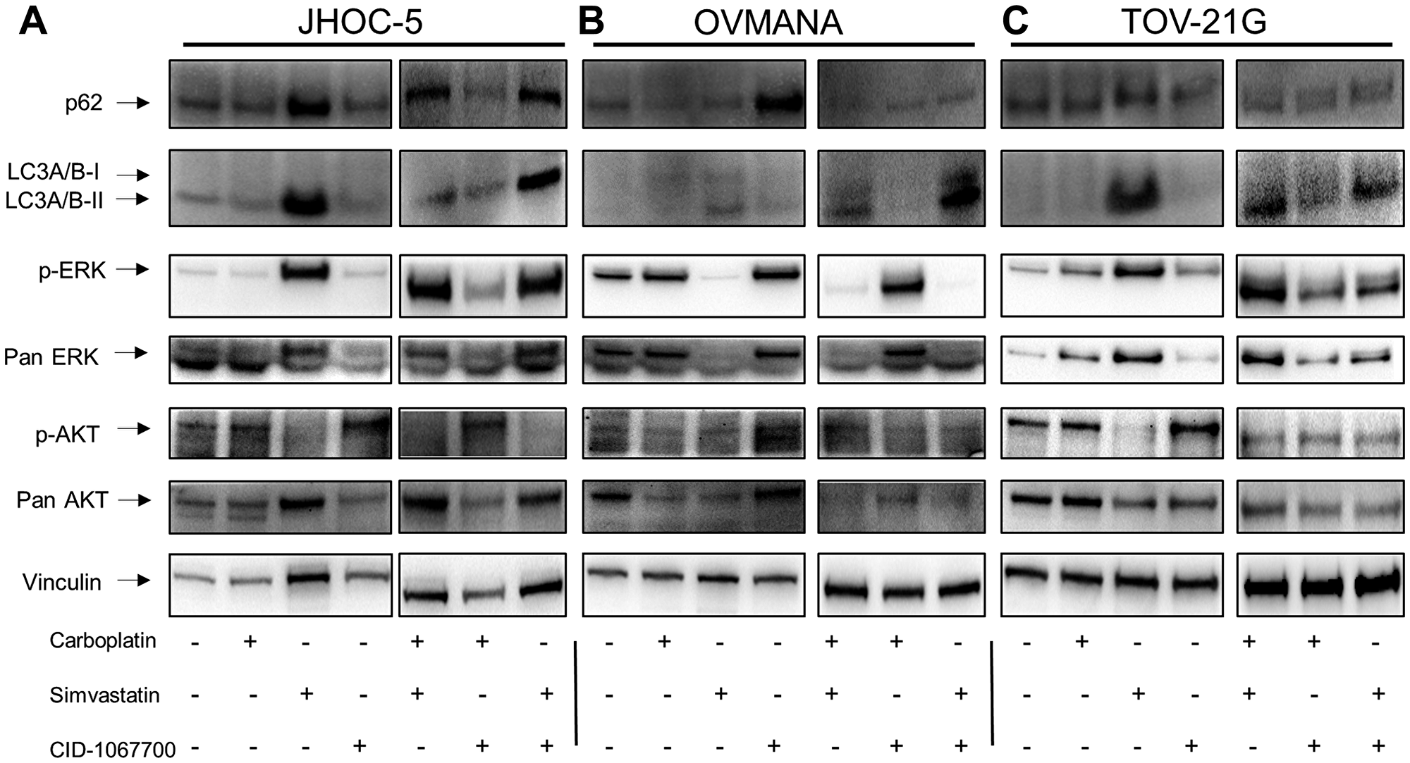 Figure 8: Down-regulation of AKT2 decreases tumorigenic capacity