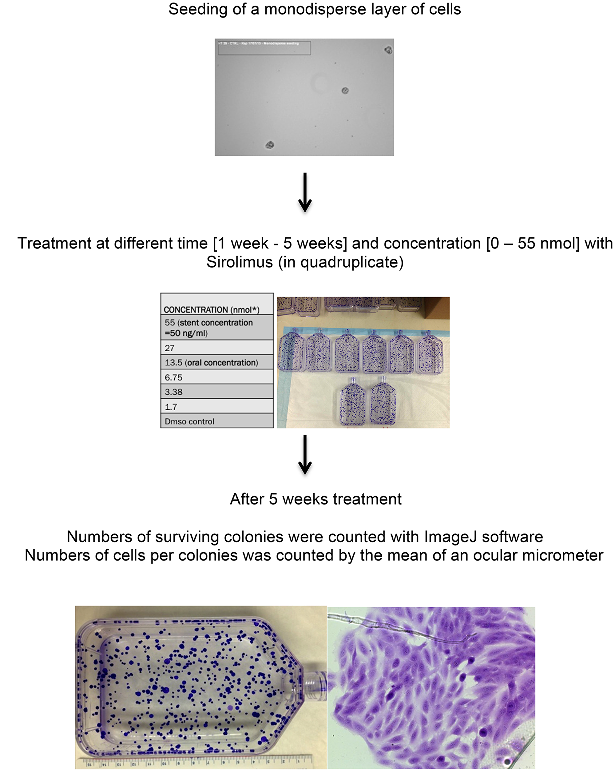 Figure 5: Experiment design for clonal assay in T75 flasks in cell lines treated with sirolimus at different time and concentration.