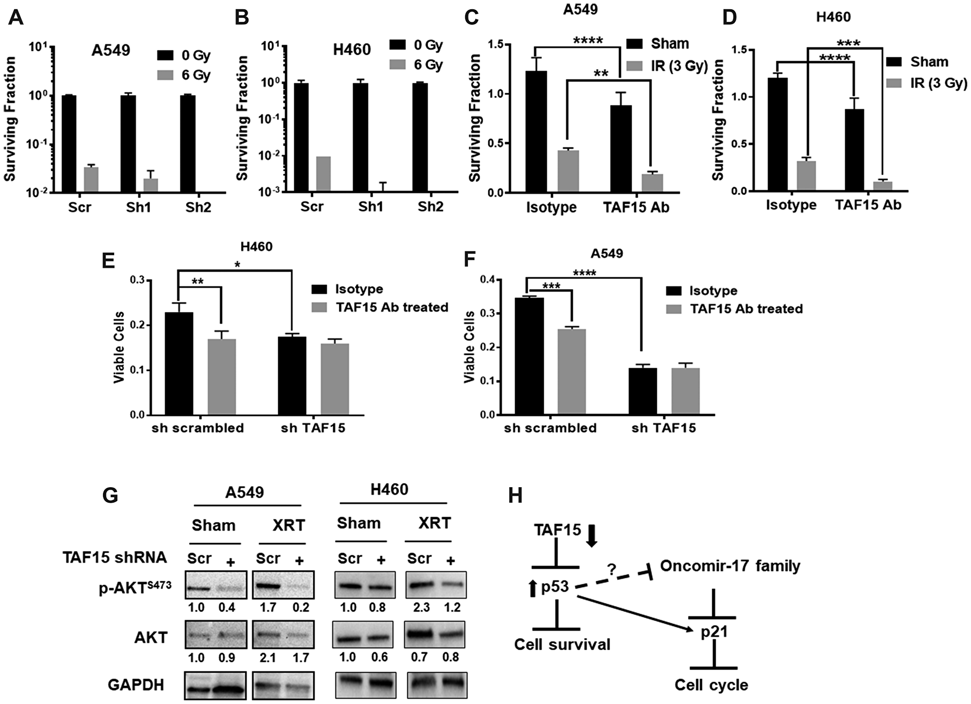 Figure 6: TAF15 silencing and anti-TAF15 antibody treatment sensitize NSCLC cells to radiation.