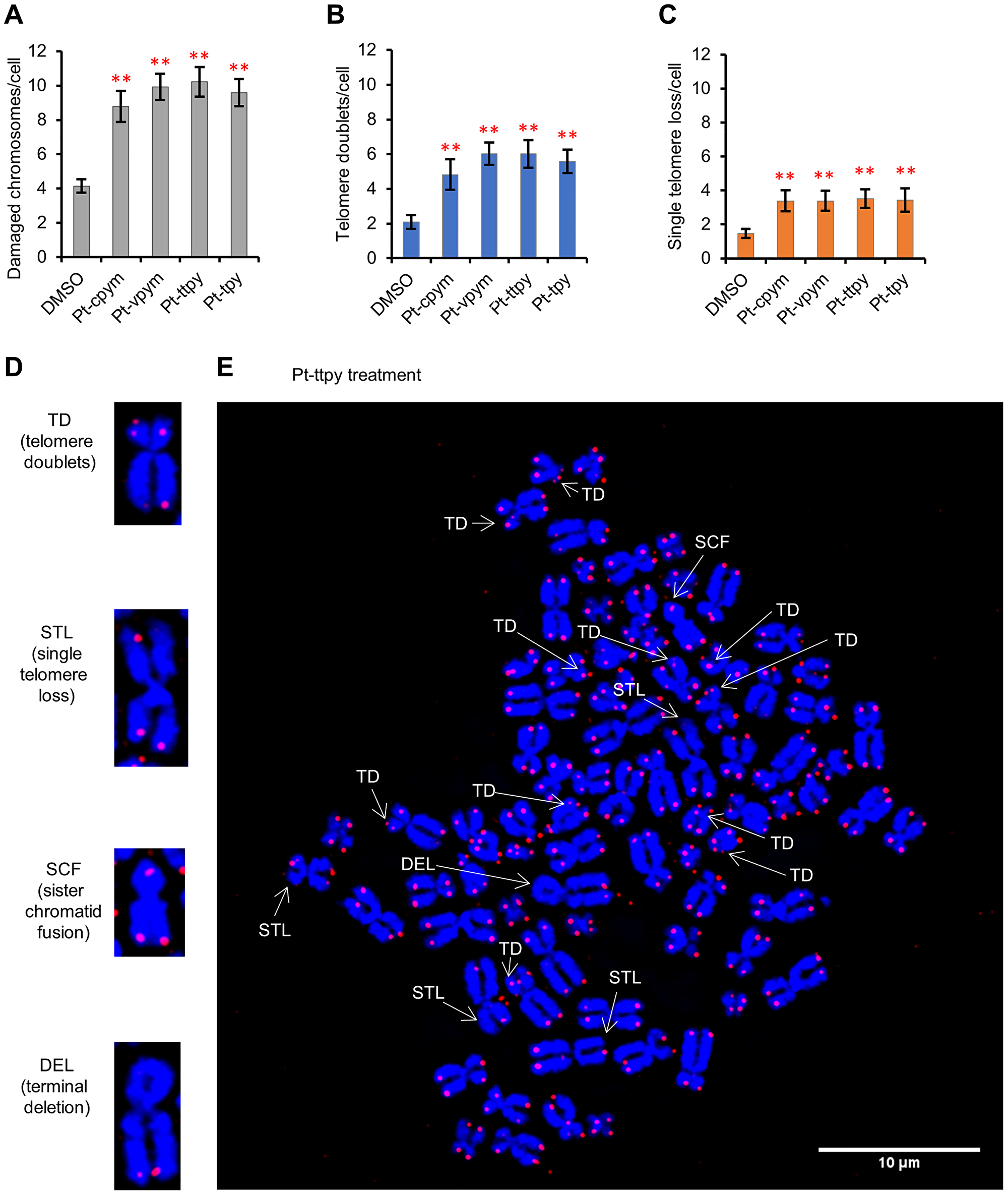 Figure 6: Specific telomere aberrations in HT1080 cells induced by treatment of Pt-tpy and its derivatives, Pt-cpym, Pt-vpym and Pt-ttpy.