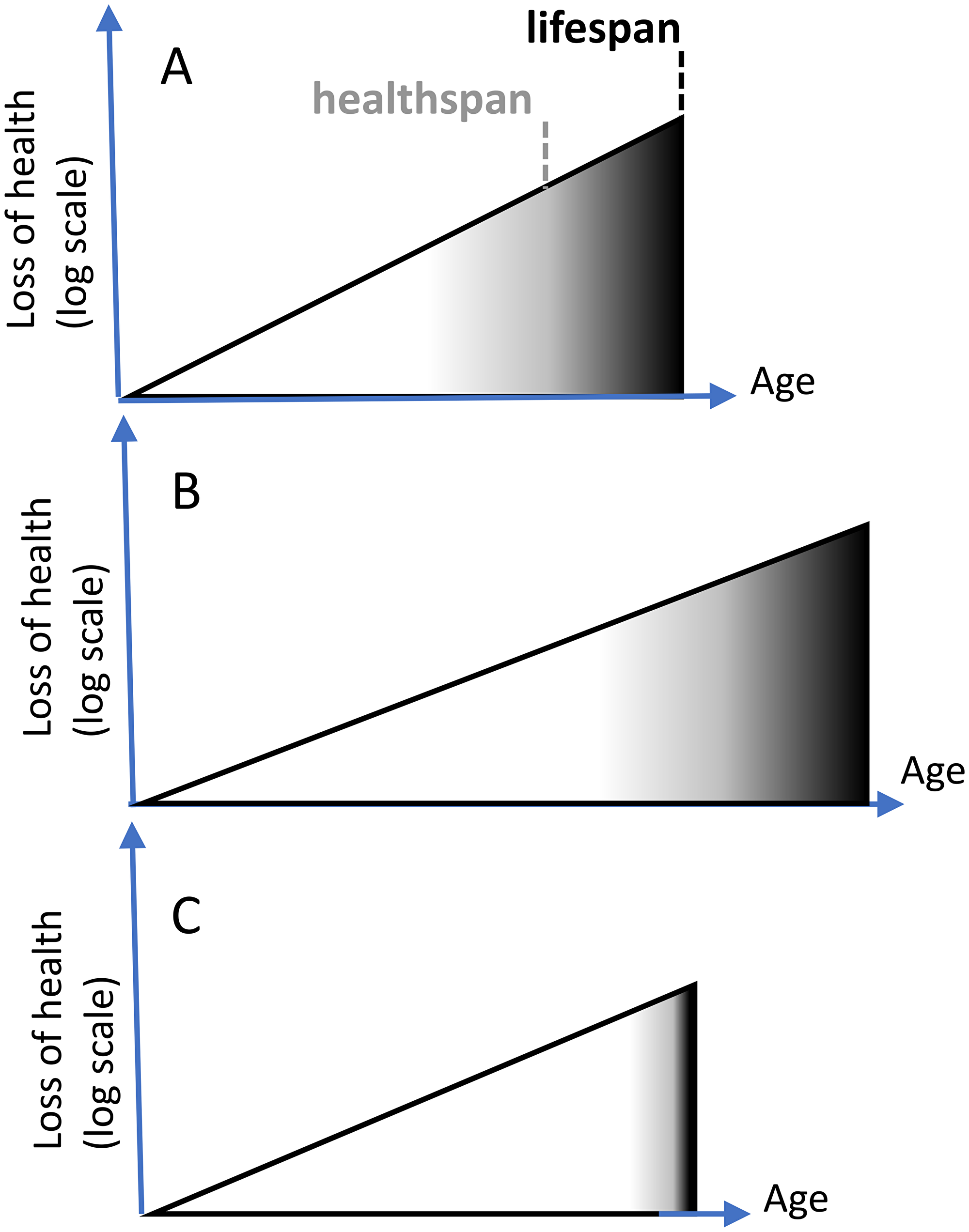 Figure 1: Extension of healthspan extends lifespan. ( A