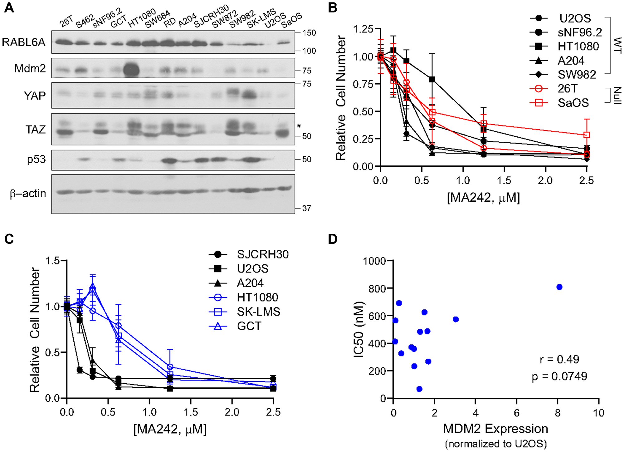 Figure 6: MDM2 can be targeted sarcoma cell lines independent of p53 status.