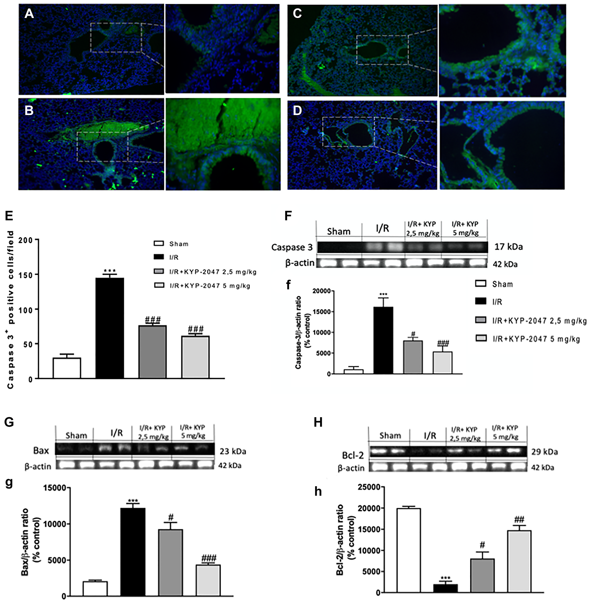 Figure 6: Role of KYP-2047 treatment on apoptosis