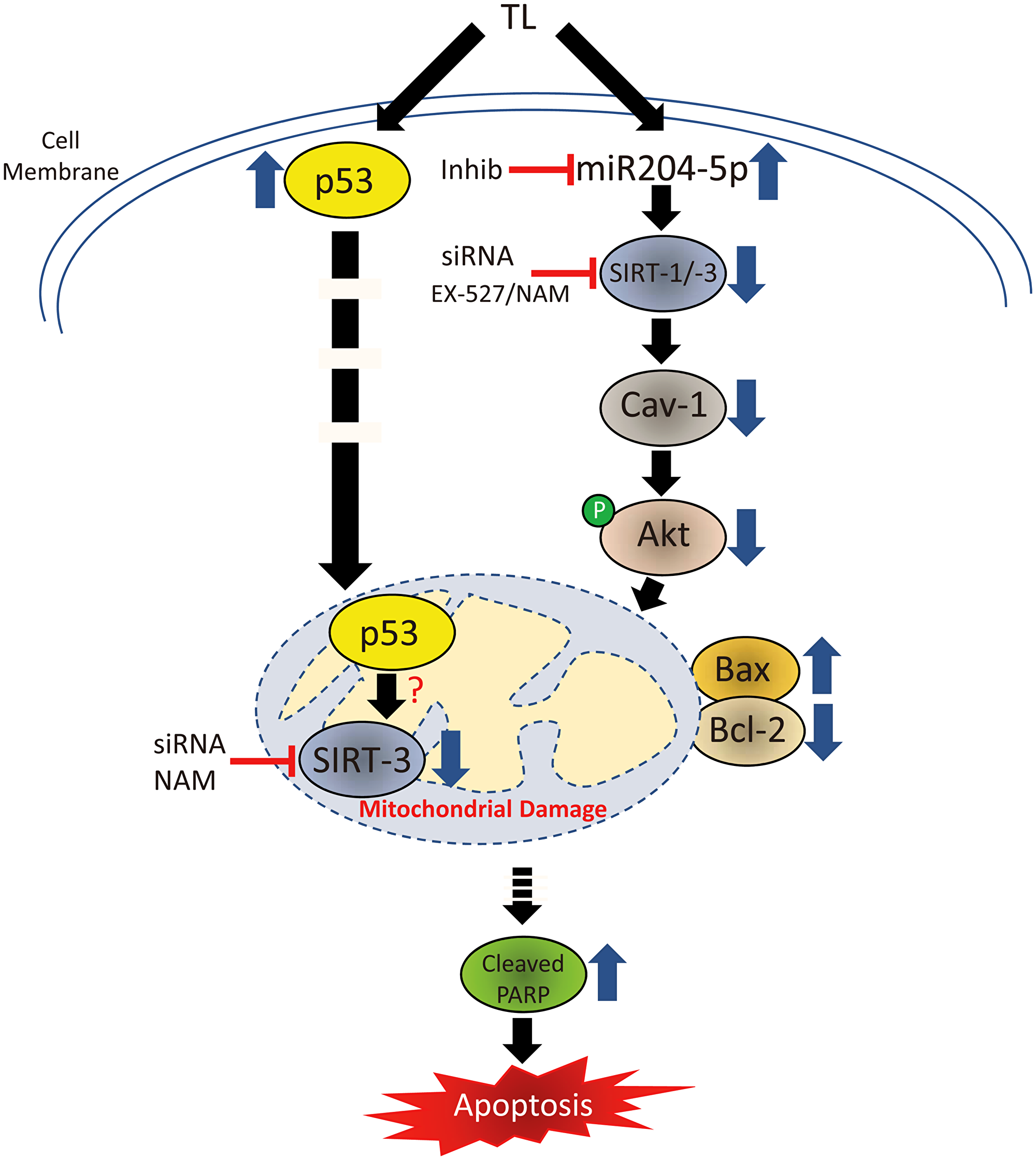 Figure 7: Signal transduction cascade mediating TL-induced apoptosis in NSCLC.