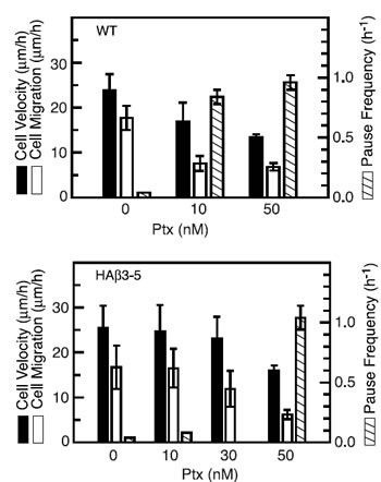 Figure 6: Calculation of cell movement parameters.