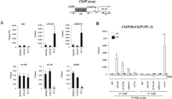 CK2 activity is required for the recruitment of the NCoR-HDAC3 corepressor complex to AP-1 site of the IP-10 promoter in PC-3 cells.